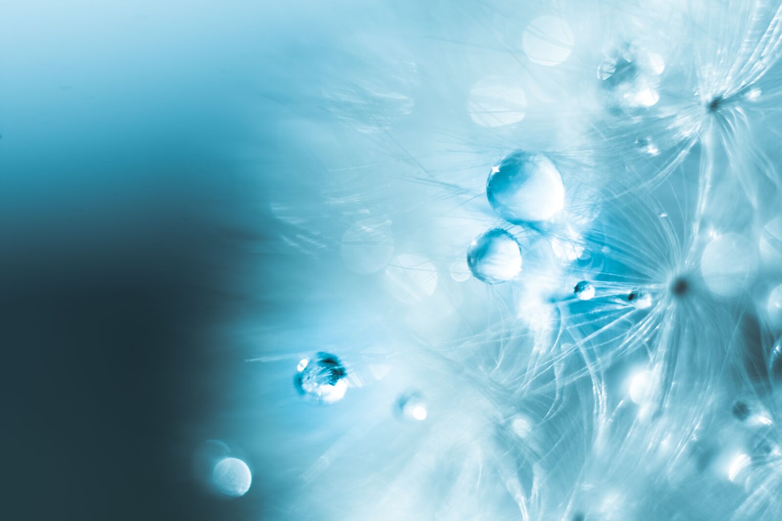 Nikon D7200 sample photo. Dandelion, seeds, water photography