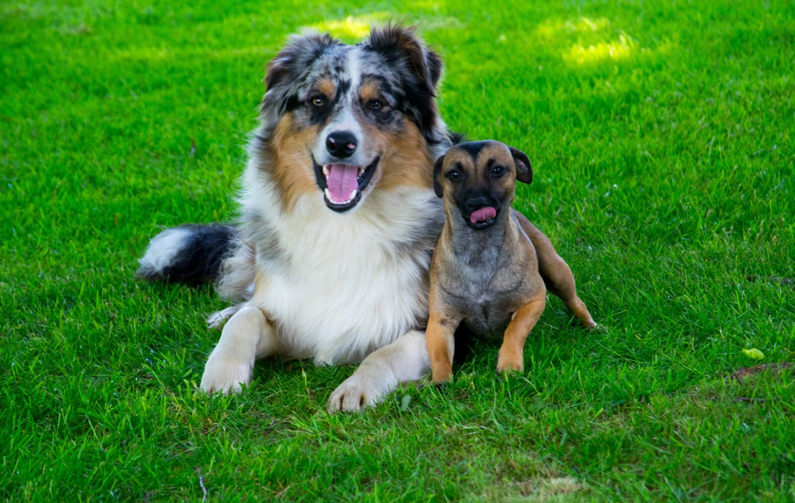 Nikon D3300 sample photo. Dogs, nature, small dog photography