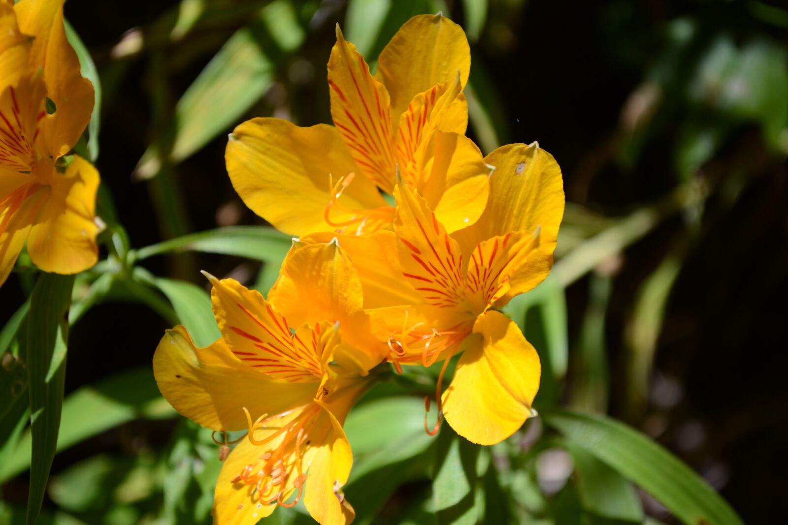 Nikon D3100 sample photo. Flower, yellow, green photography