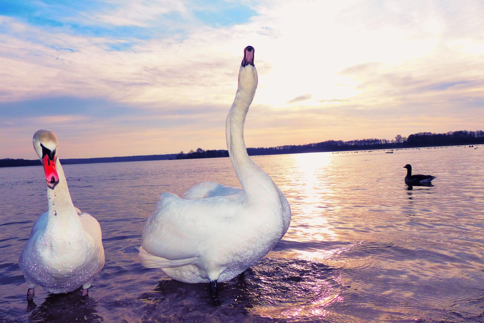 Panasonic Lumix DMC-FZ200 sample photo. Swans, para, water birds photography