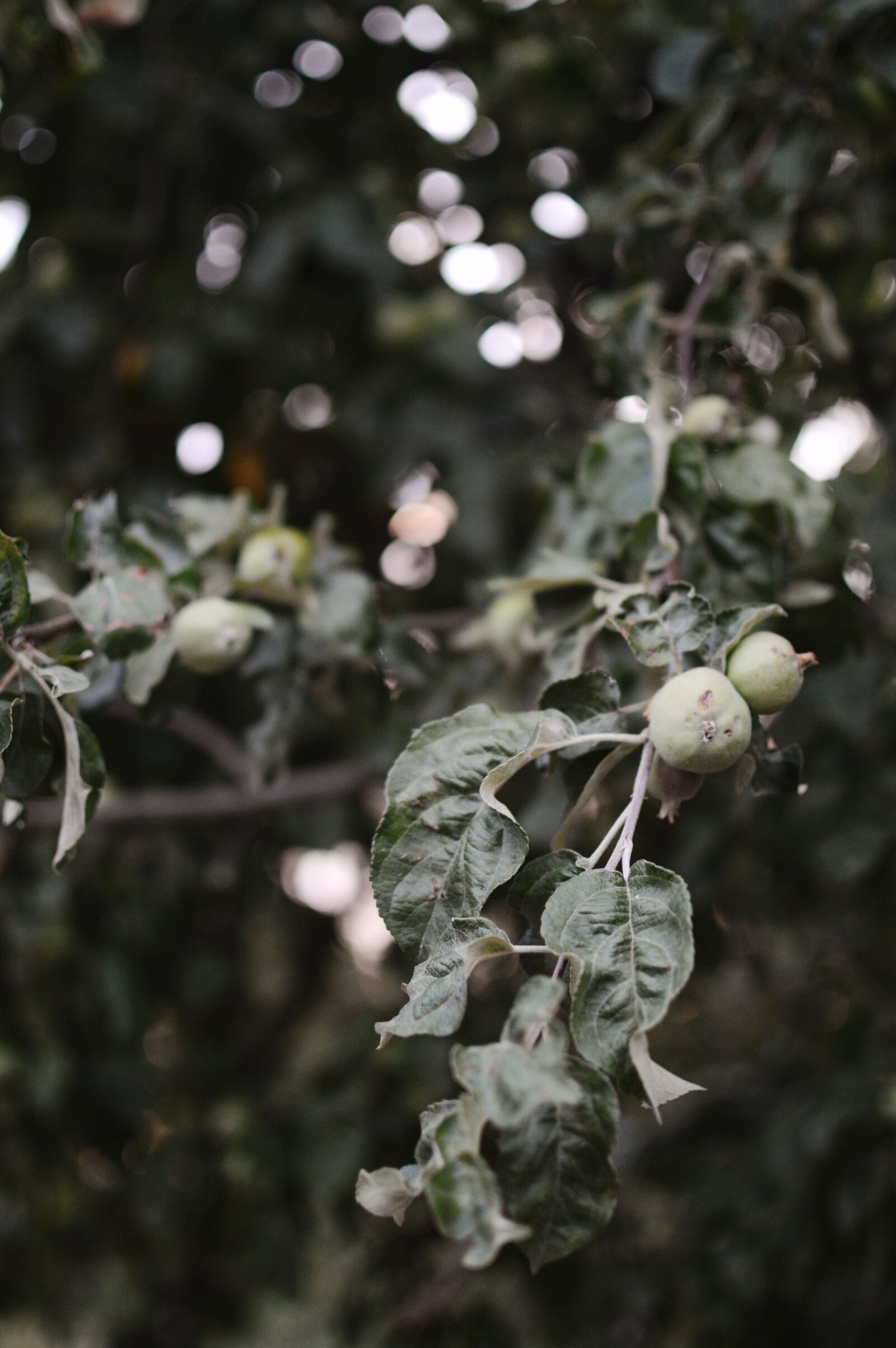 Nikon D3200 sample photo. Apples, summer, apple tree photography