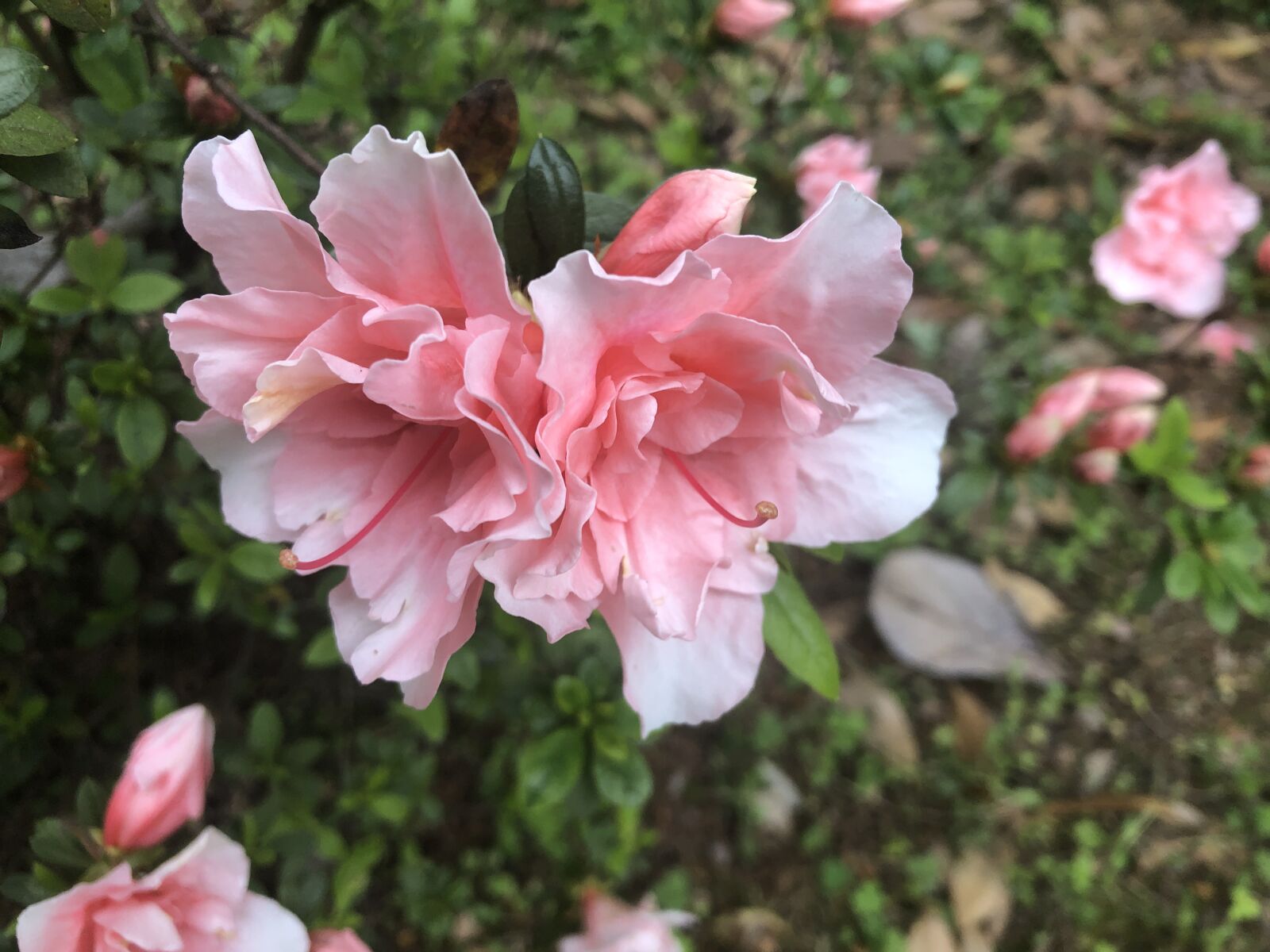iPhone 8 Plus back dual camera 3.99mm f/1.8 sample photo. Flower, green, nature photography
