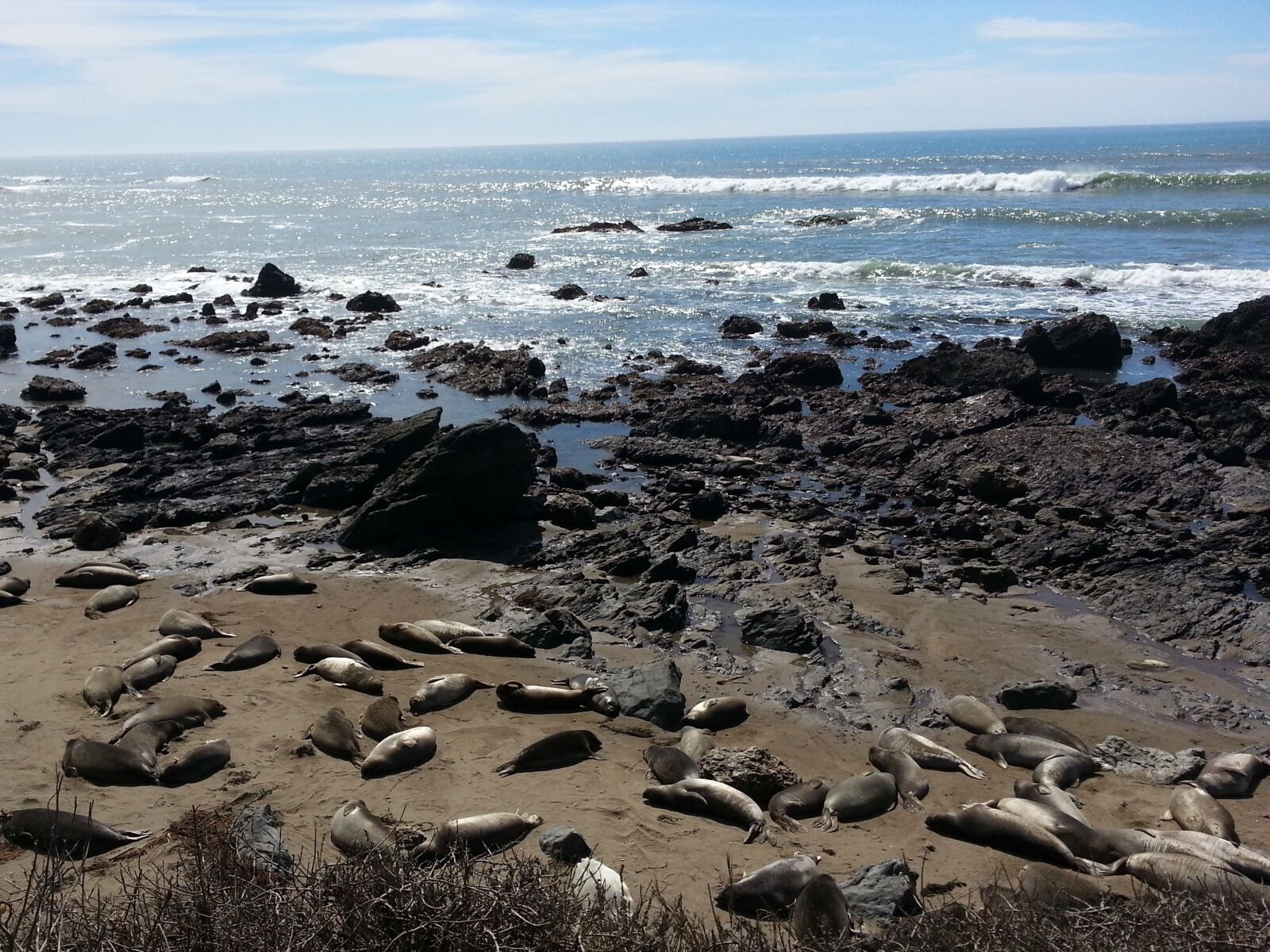 Samsung Galaxy Note2 sample photo. Seals, coastline, pacific photography