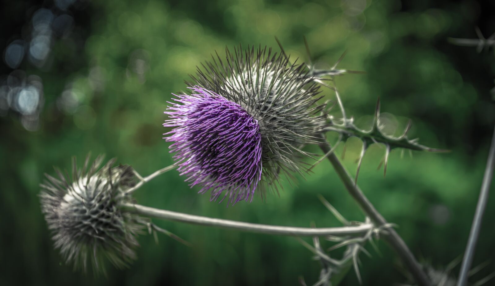 Sony FE 28-70mm F3.5-5.6 OSS sample photo. Thistle, nature, sting photography