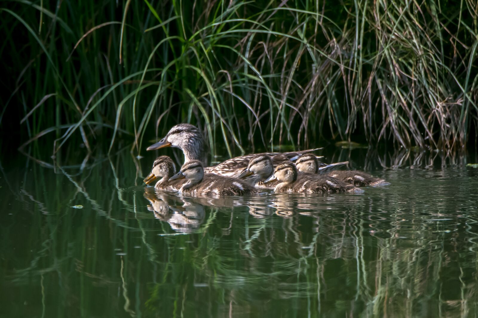Nikon D7500 sample photo. Ducks, fry ducks, ducklings photography