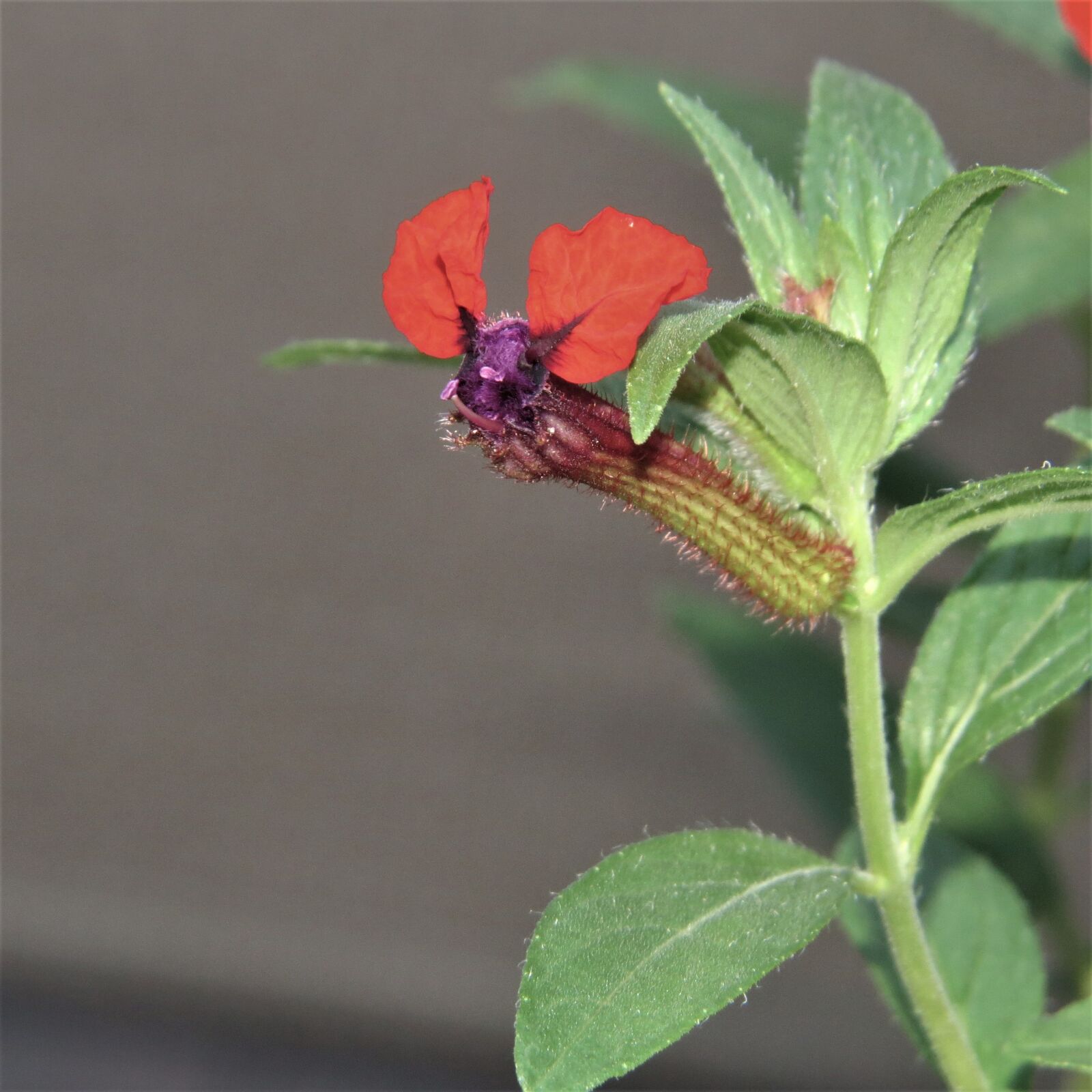 Canon PowerShot SX50 HS sample photo. Macro, flower, bat faced photography