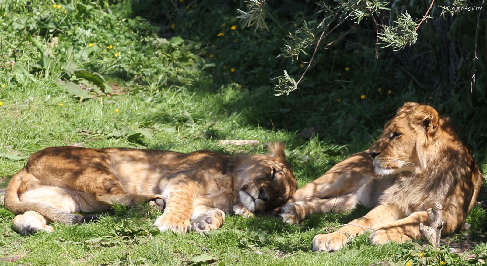 Canon EOS 550D (EOS Rebel T2i / EOS Kiss X4) sample photo. Lion, lioness, couple photography