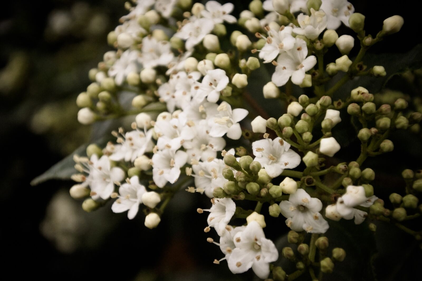 Nikon 1 J5 sample photo. Flower, plant, nature photography
