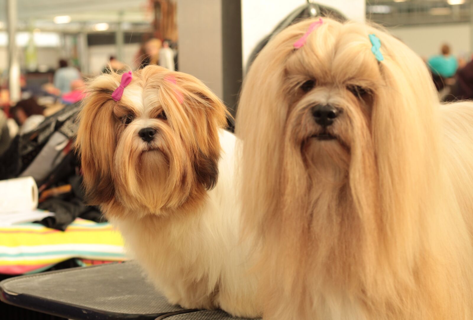 Canon EOS 600D (Rebel EOS T3i / EOS Kiss X5) + Canon EF 50mm F1.8 STM sample photo. Dogshow, dog, long-haired photography