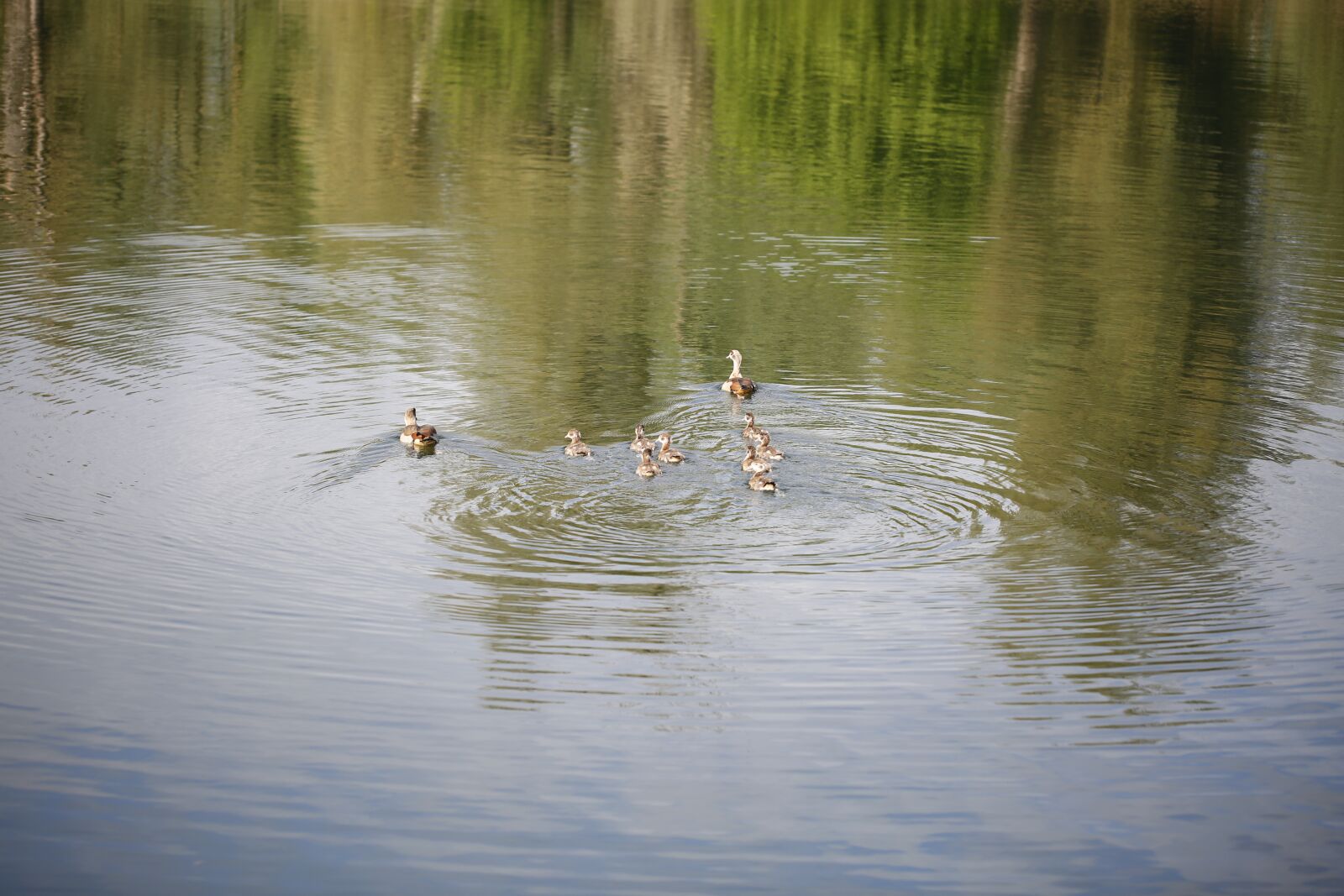 Canon EF 100mm F2.8L Macro IS USM sample photo. Water, duck, goose photography