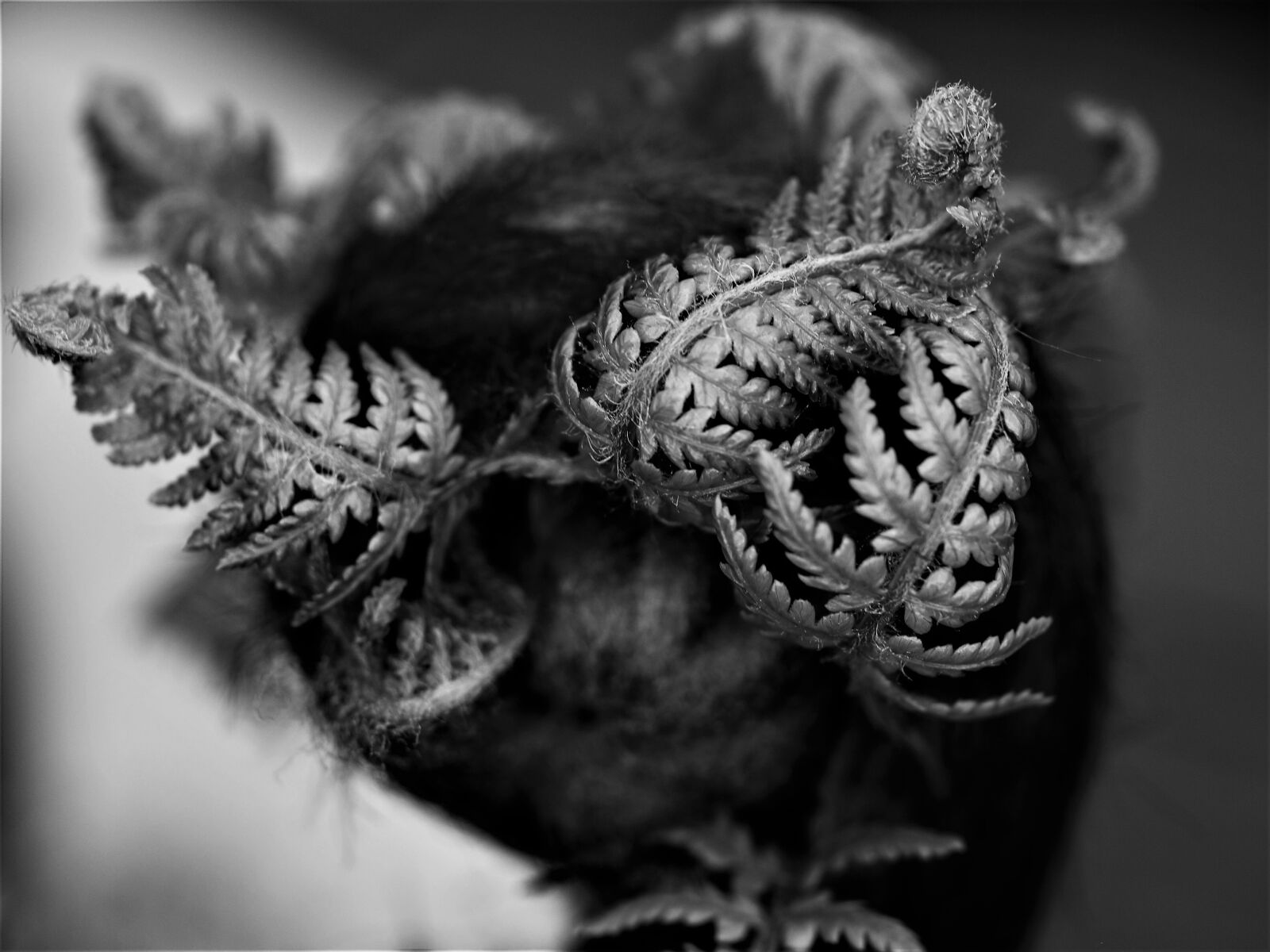 Olympus E-520 (EVOLT E-520) sample photo. Closeup, nature, fern photography