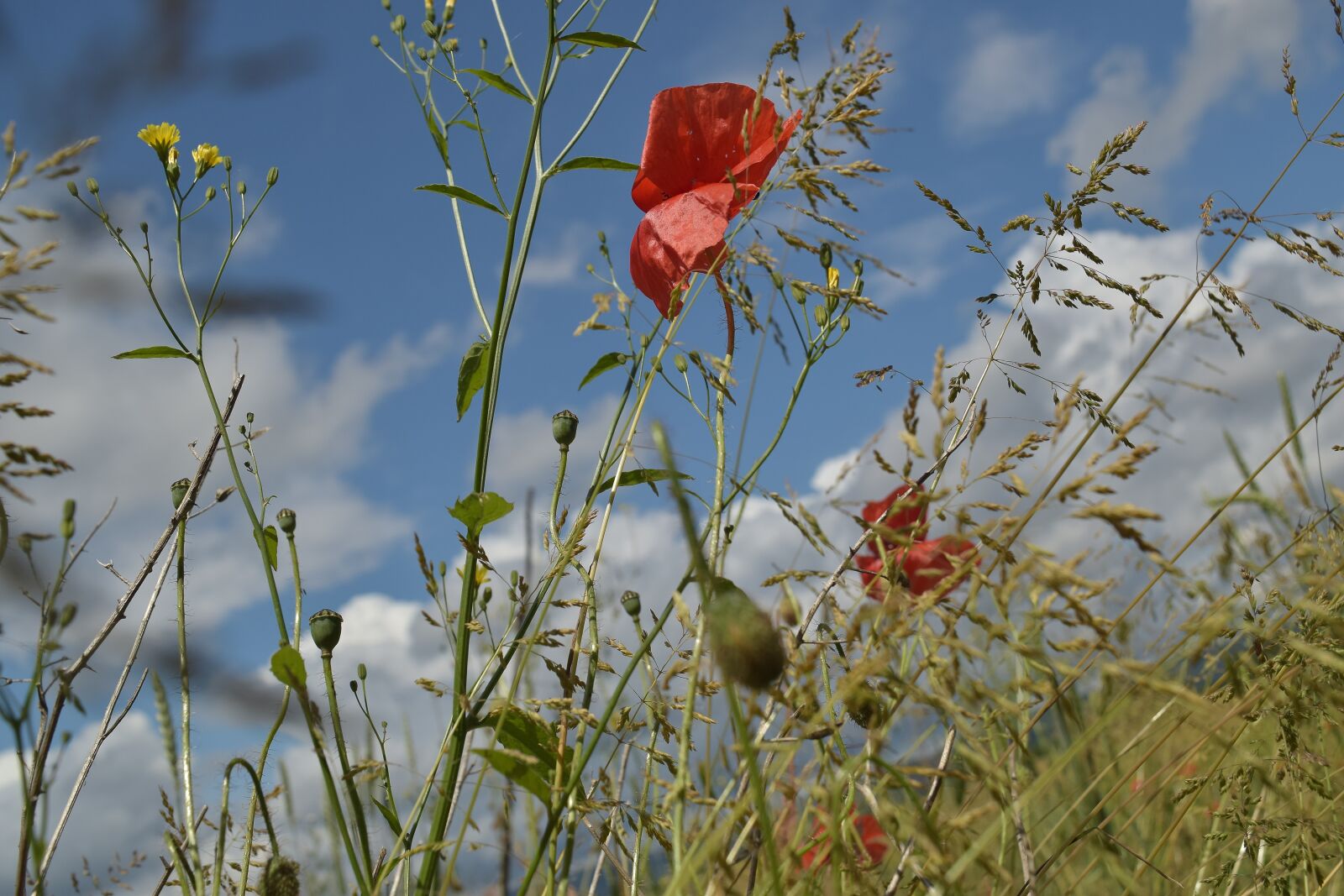 Nikon D5300 sample photo. Poppy, close up, meadow photography