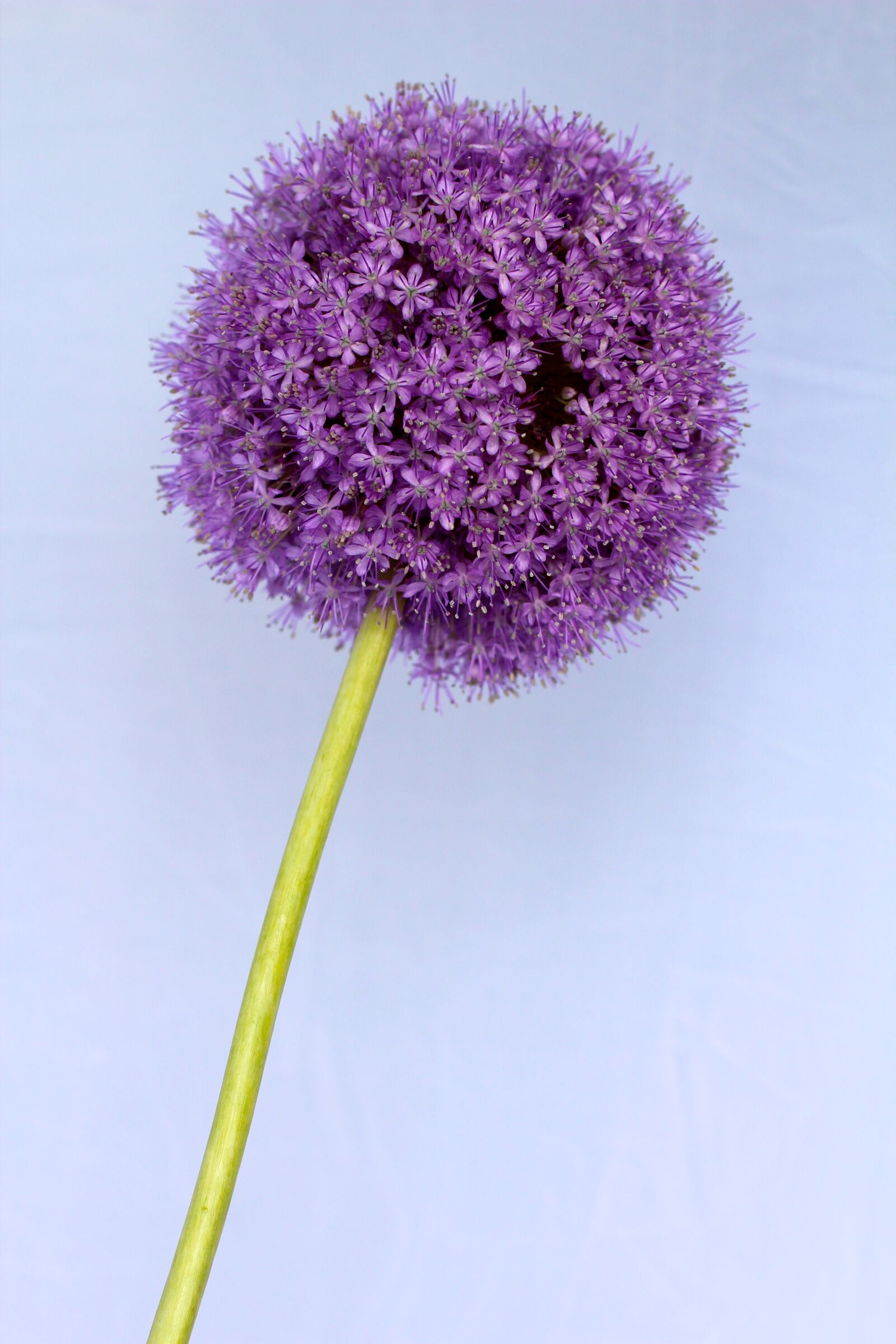 Canon EOS 600D (Rebel EOS T3i / EOS Kiss X5) + Canon EF 50mm F1.4 USM sample photo. Allium, purple, ball photography