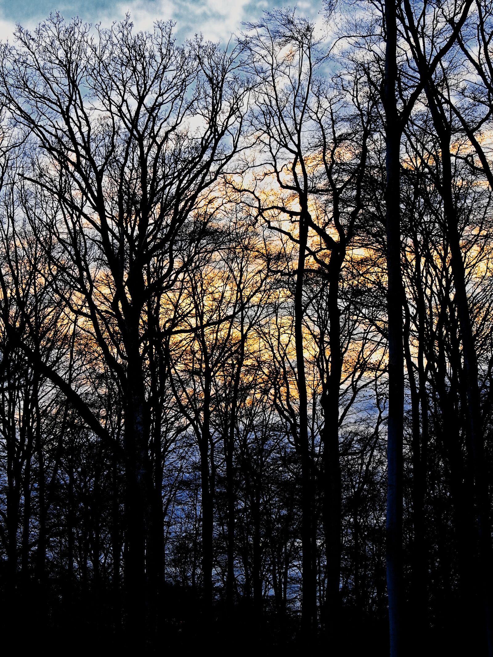 Nikon Coolpix P900 sample photo. Trees, aesthetic, background photography