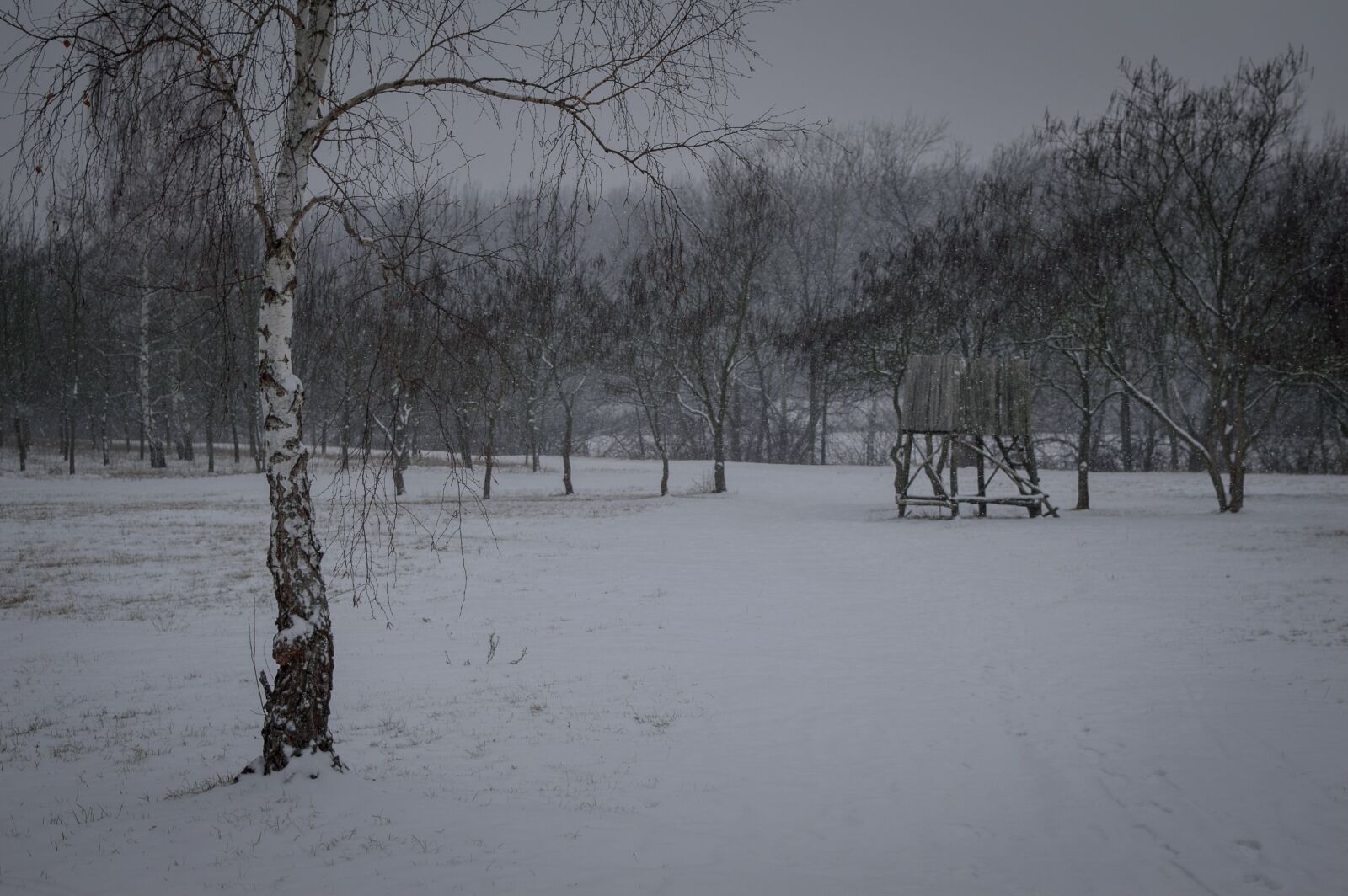Nikon D3200 sample photo. Winter, tree, snow photography