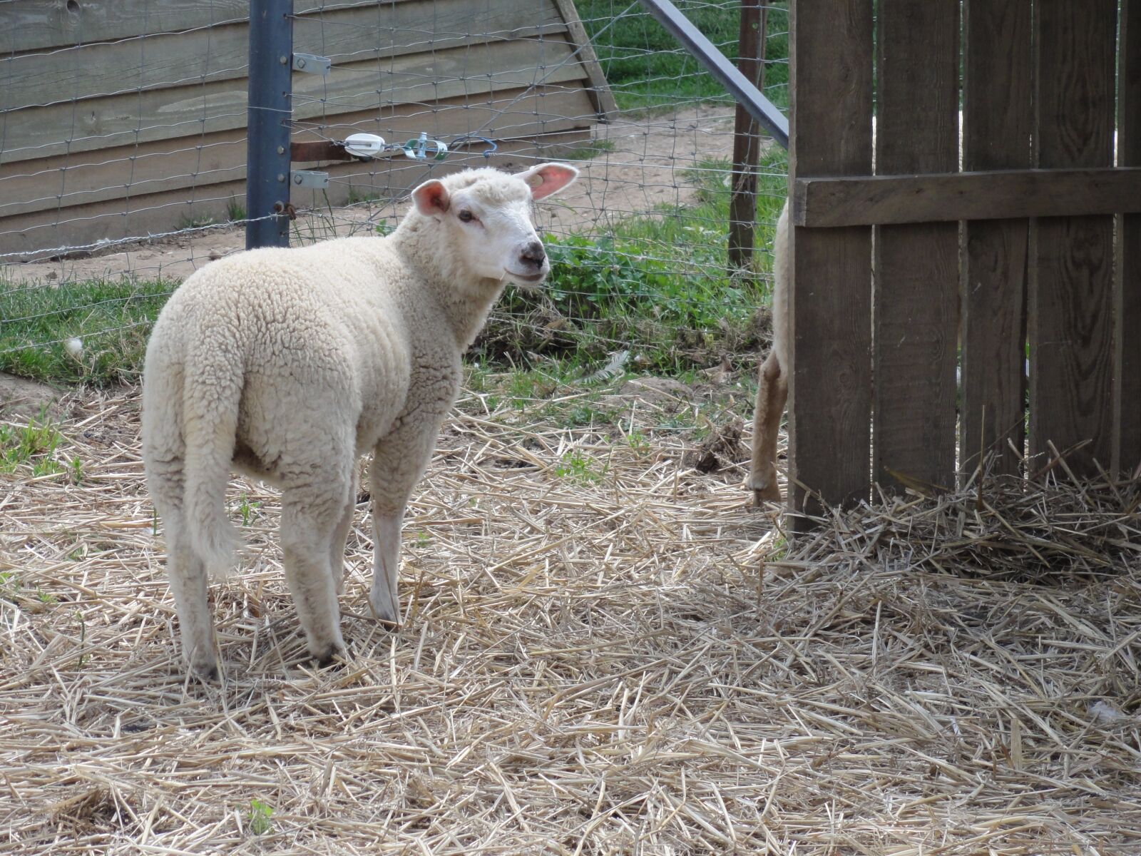 Sony DSC-HX5V sample photo. Sheep, ovine photography