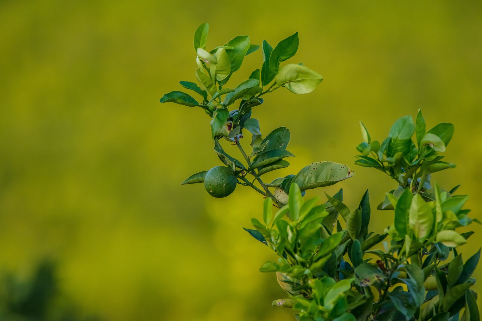 Tamron SP 150-600mm F5-6.3 Di VC USD sample photo. Naranjo, branch, orange photography