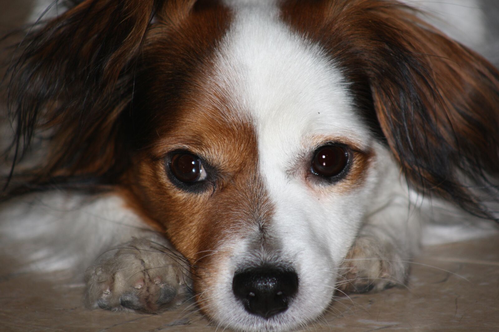 Canon EOS 1000D (EOS Digital Rebel XS / EOS Kiss F) sample photo. Dog, resting, eyes photography