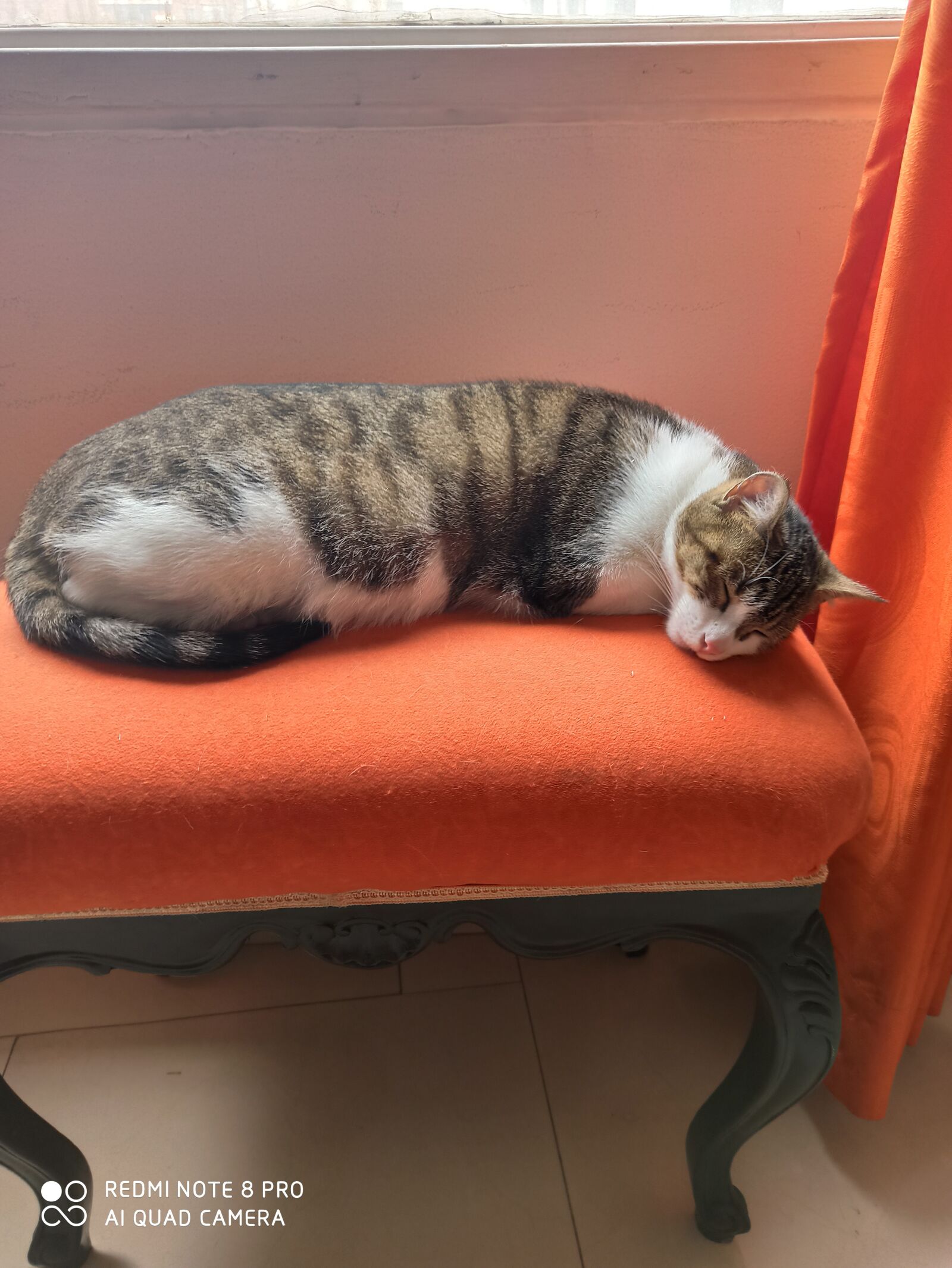 Xiaomi Redmi Note 8 Pro sample photo. Cat, sleeping, in banking photography