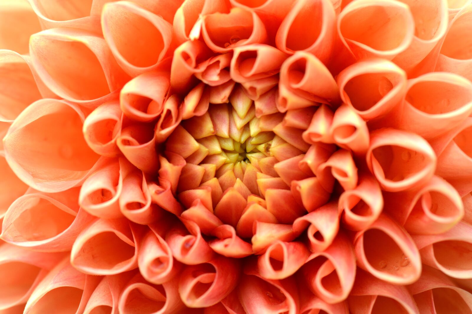 Nikon D5200 sample photo. Flower, nature, dahlia photography