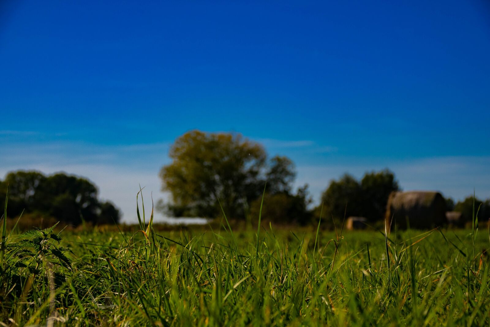 Sony Cyber-shot DSC-RX10 III sample photo. Meadow, nature, grass photography