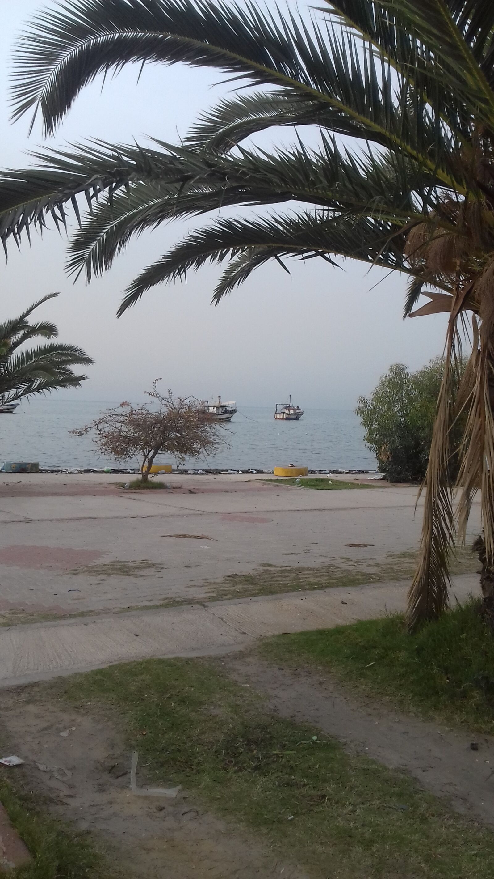 Samsung Galaxy Grand Prime sample photo. Palm 3, sfax, tunisia photography