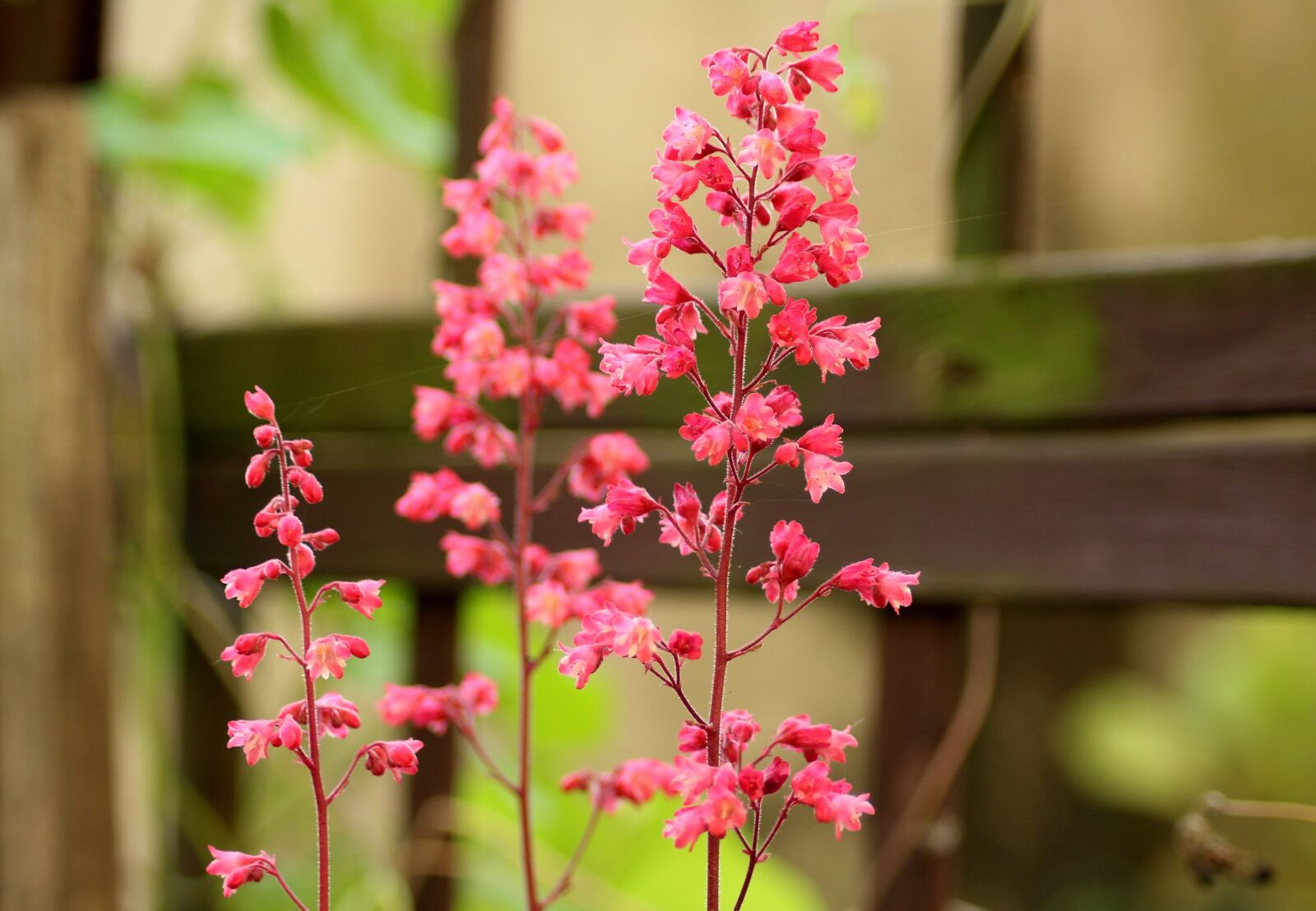 Canon EOS 1200D (EOS Rebel T5 / EOS Kiss X70 / EOS Hi) sample photo. Flowers, delicate, pink photography