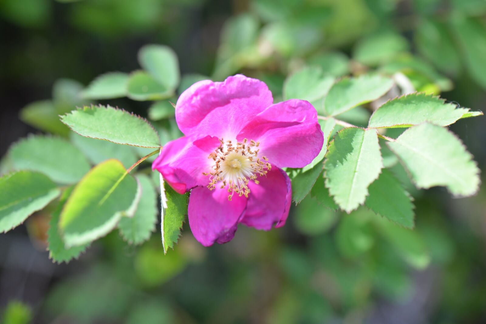 Nikon D610 sample photo. Rose hip, blossom, bloom photography