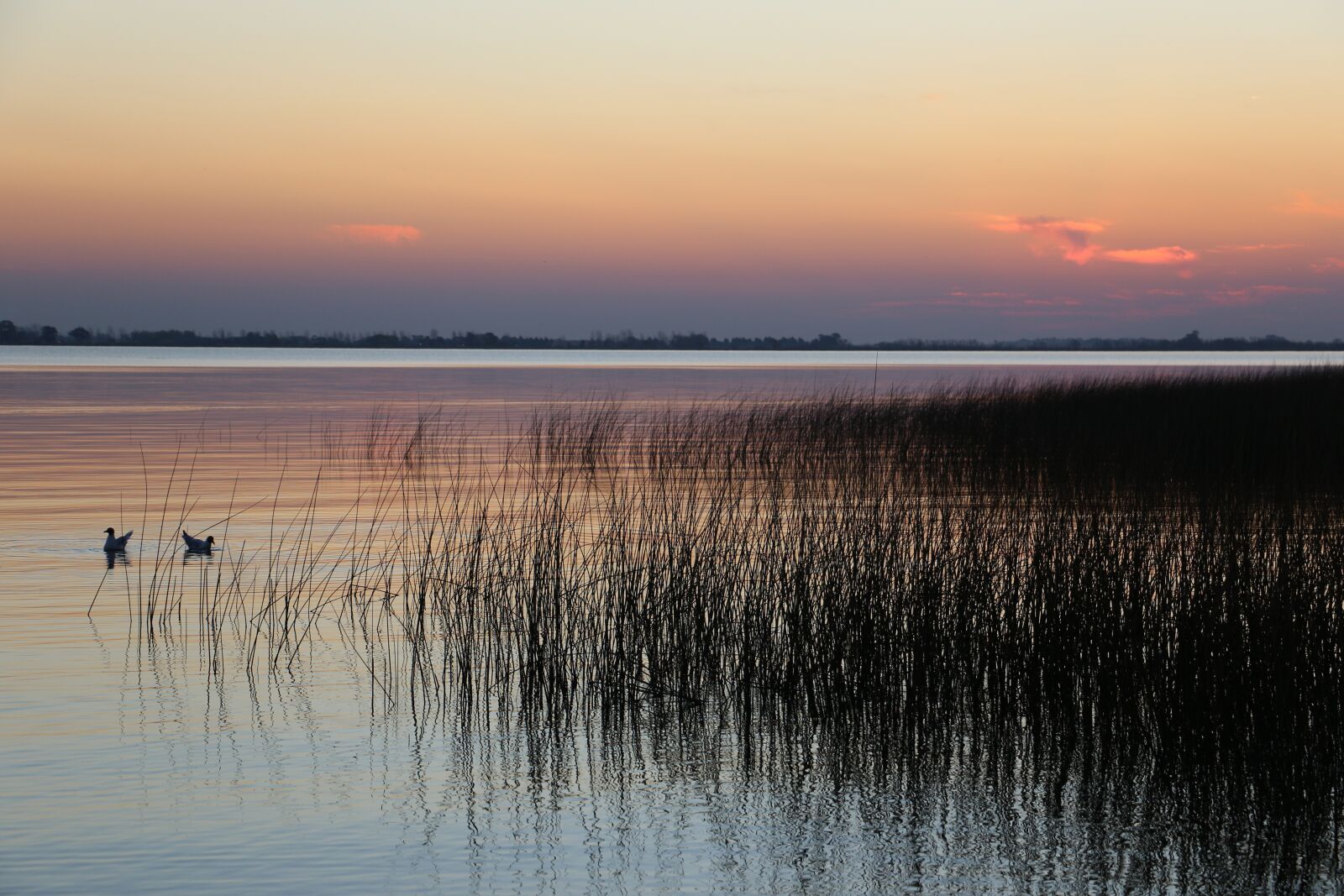 Canon EOS 7D Mark II sample photo. Laguna, birds, chascomús photography