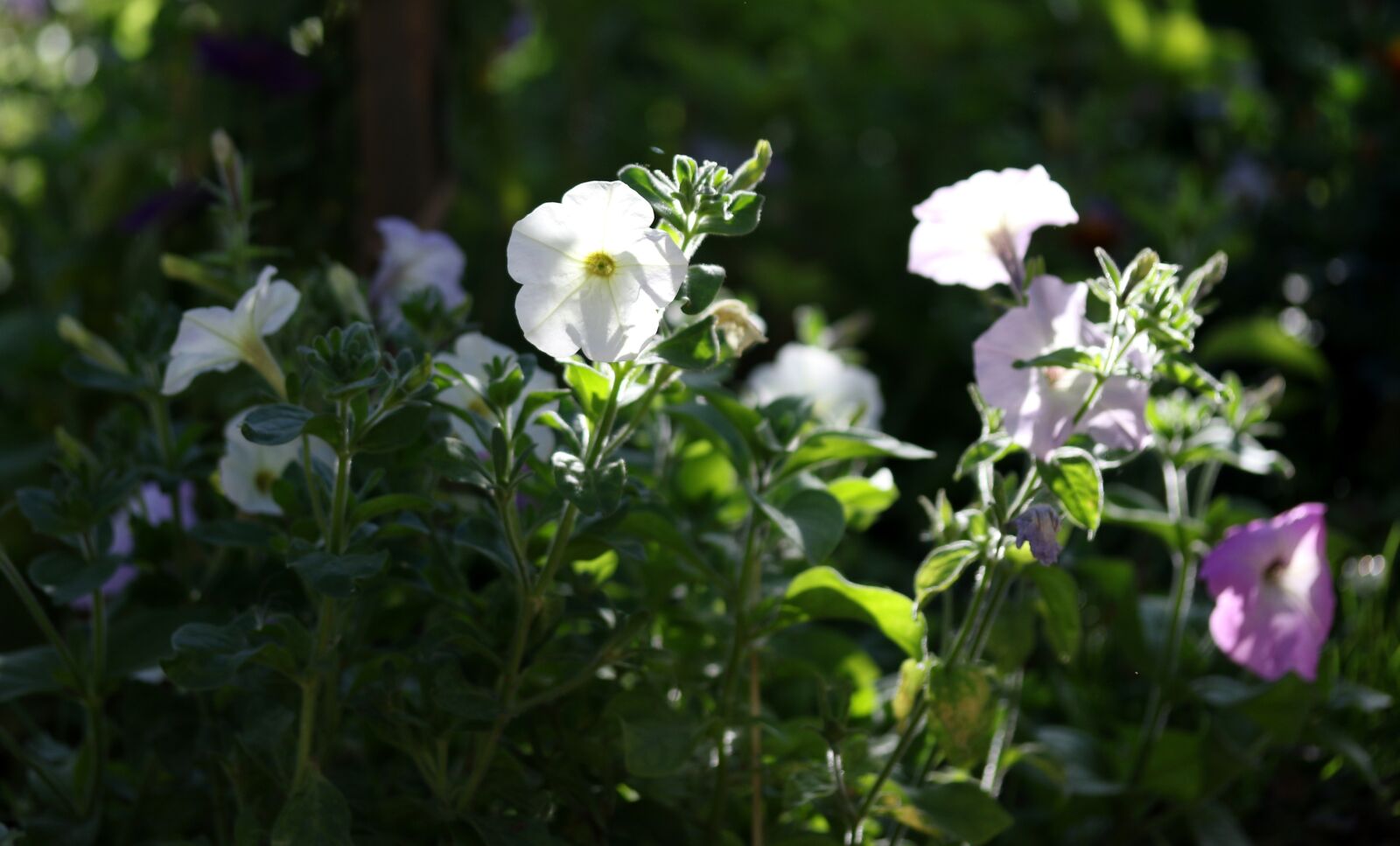 Canon EF-S 60mm F2.8 Macro USM sample photo. Petunia, flower, white photography