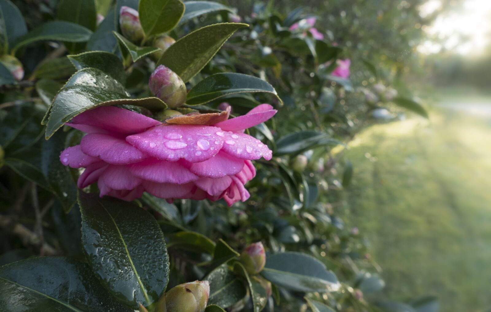 Panasonic Lumix DMC-FZ1000 sample photo. Camellia, dewy, water drops photography