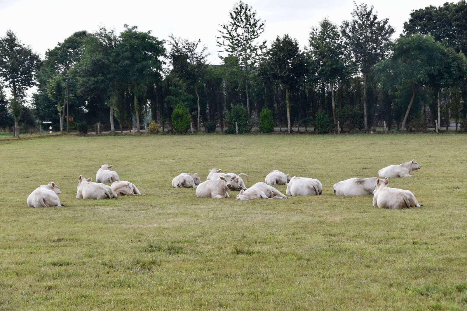 Nikon D5600 sample photo. Cows, cows charolais, cows photography