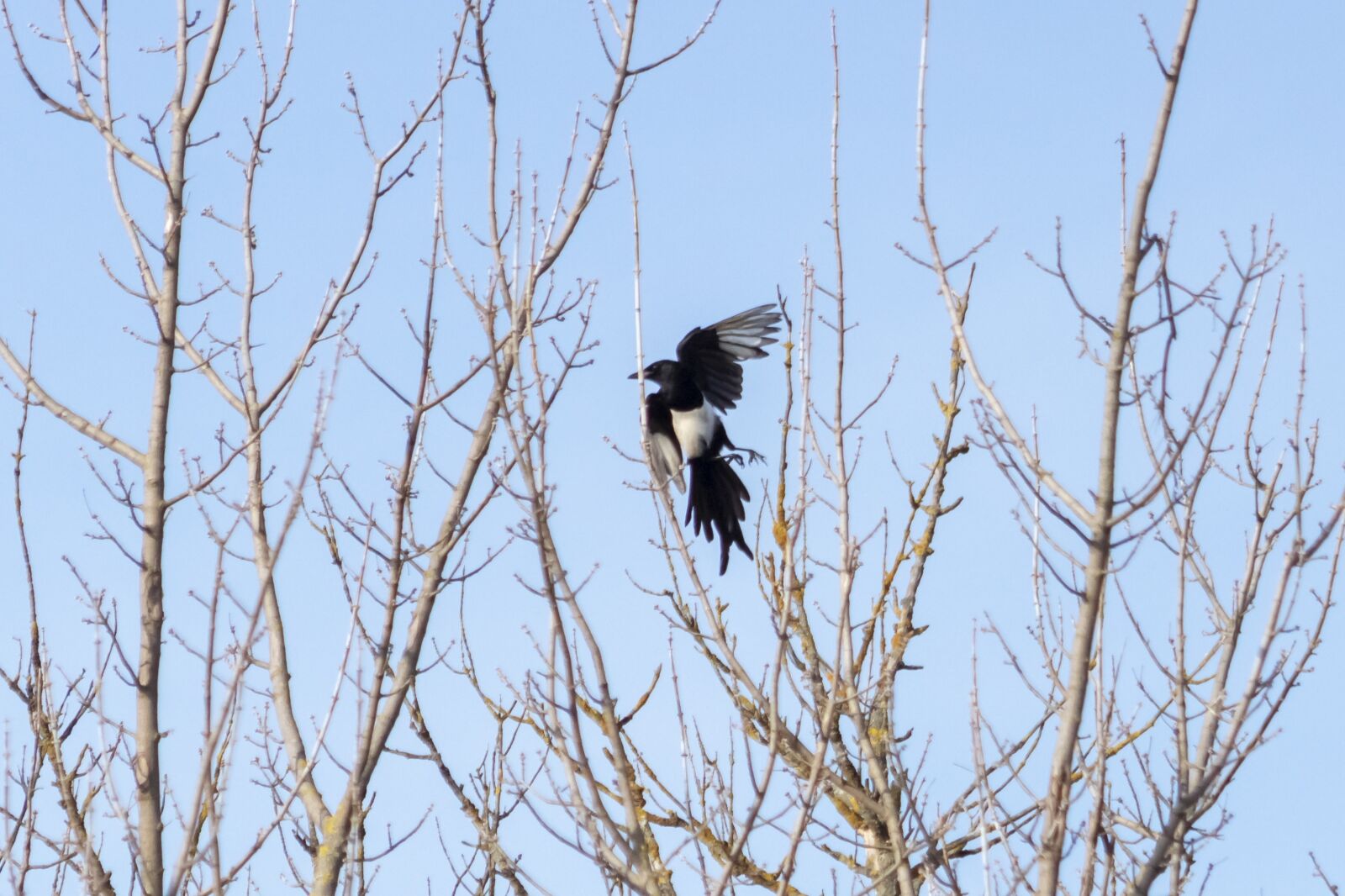 Canon EF75-300mm f/4-5.6 sample photo. Magpie, bird, raven kind photography
