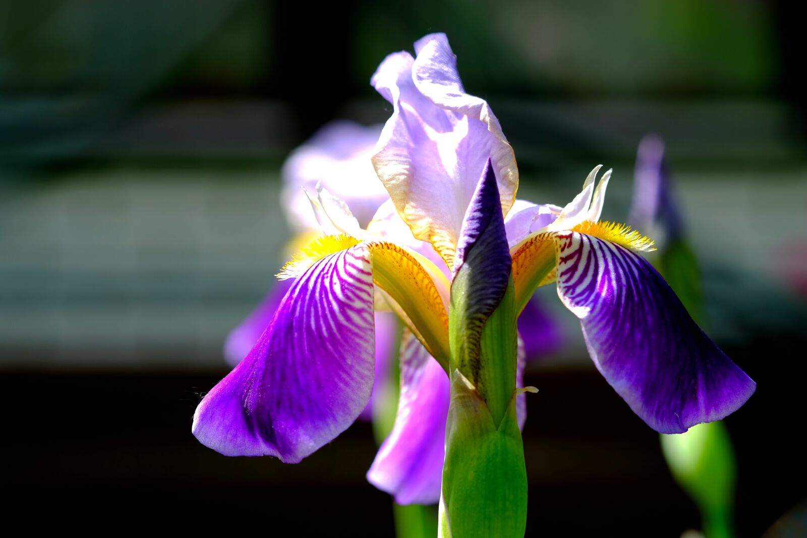 Fujifilm X-T20 sample photo. Iris, blossom, bloom photography