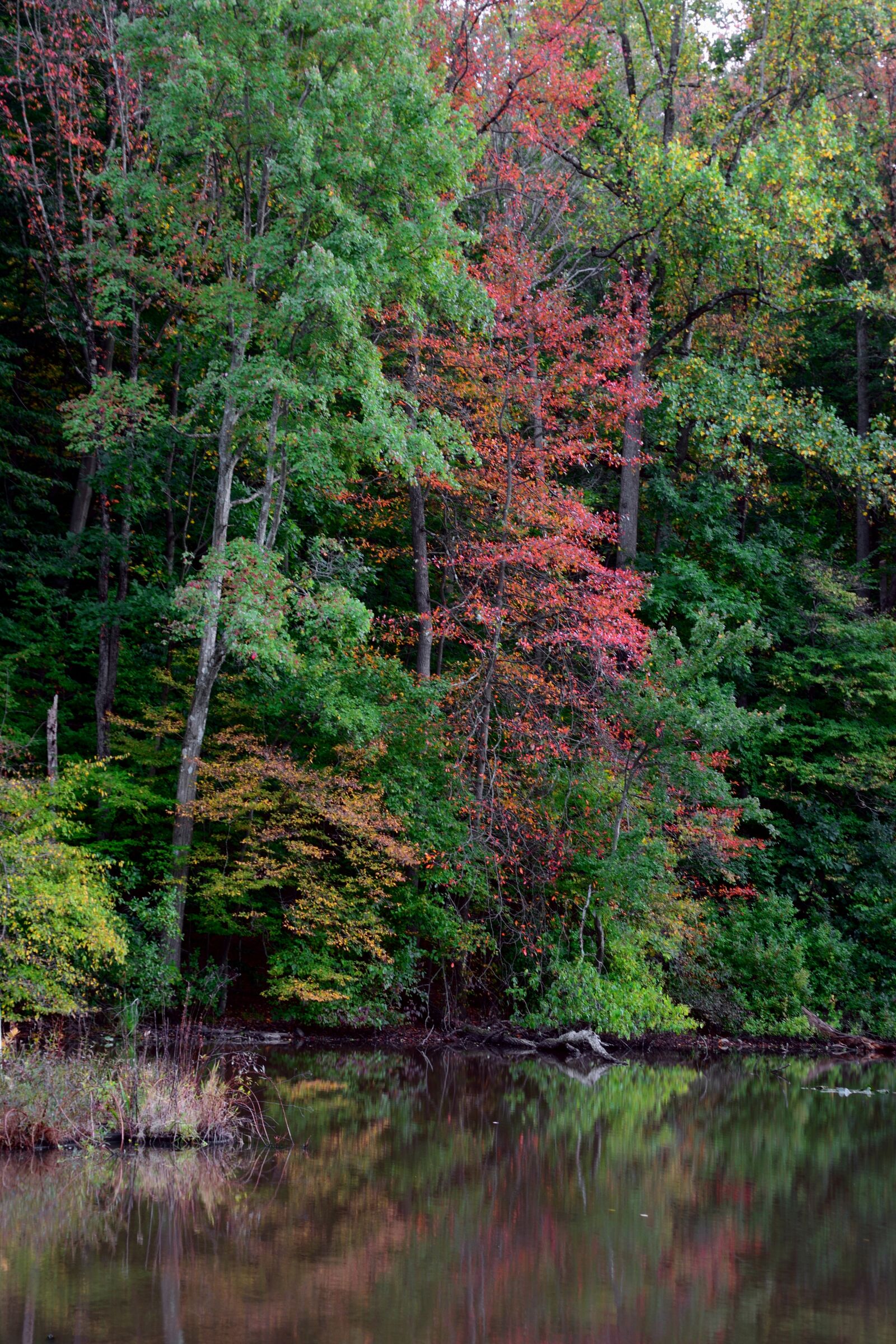 Nikon D5300 sample photo. Fall, autumn, nature photography