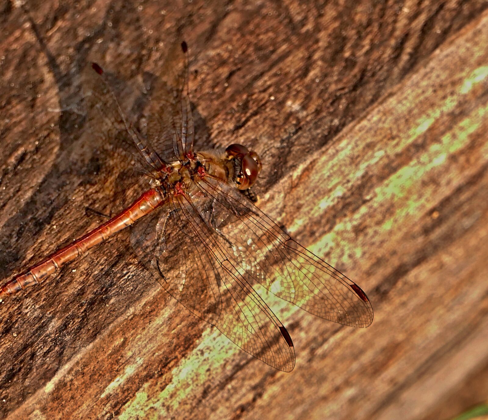 Panasonic Lumix DMC-FZ1000 sample photo. Dragonfly, common, insects photography