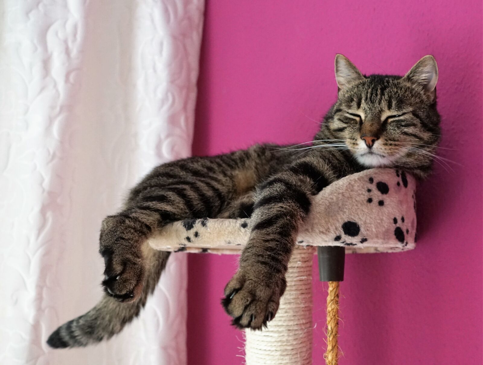 Sony ILCA-77M2 + Sony DT 16-50mm F2.8 SSM sample photo. Cat, tiger, animal photography