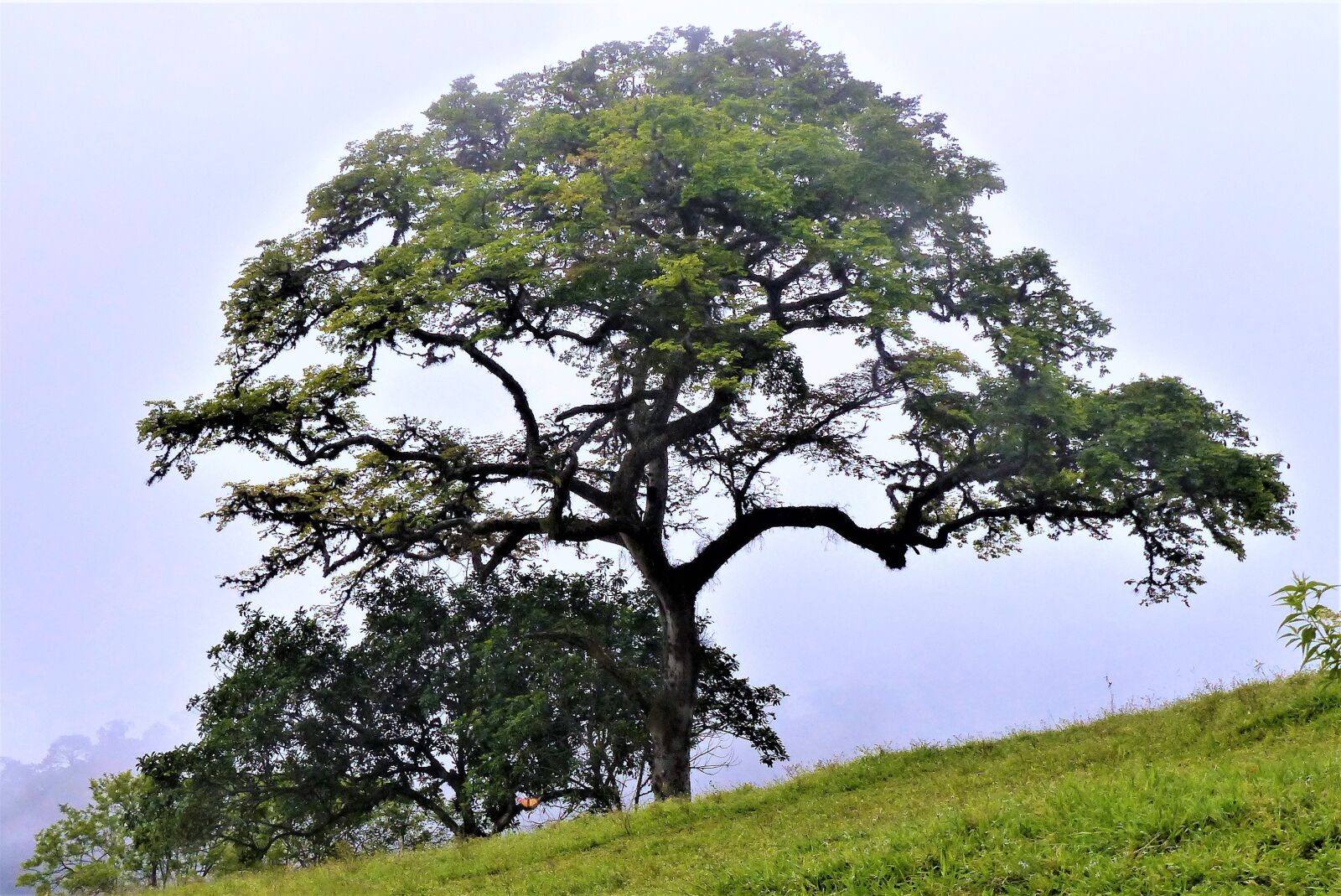 Panasonic Lumix DMC-FZ200 sample photo. Cerro tusa, tree, venice photography