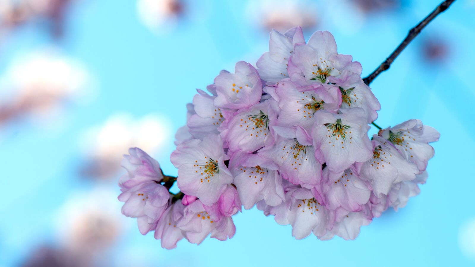 Nikon D800E sample photo. Sakura, cherry blossoms, washington photography