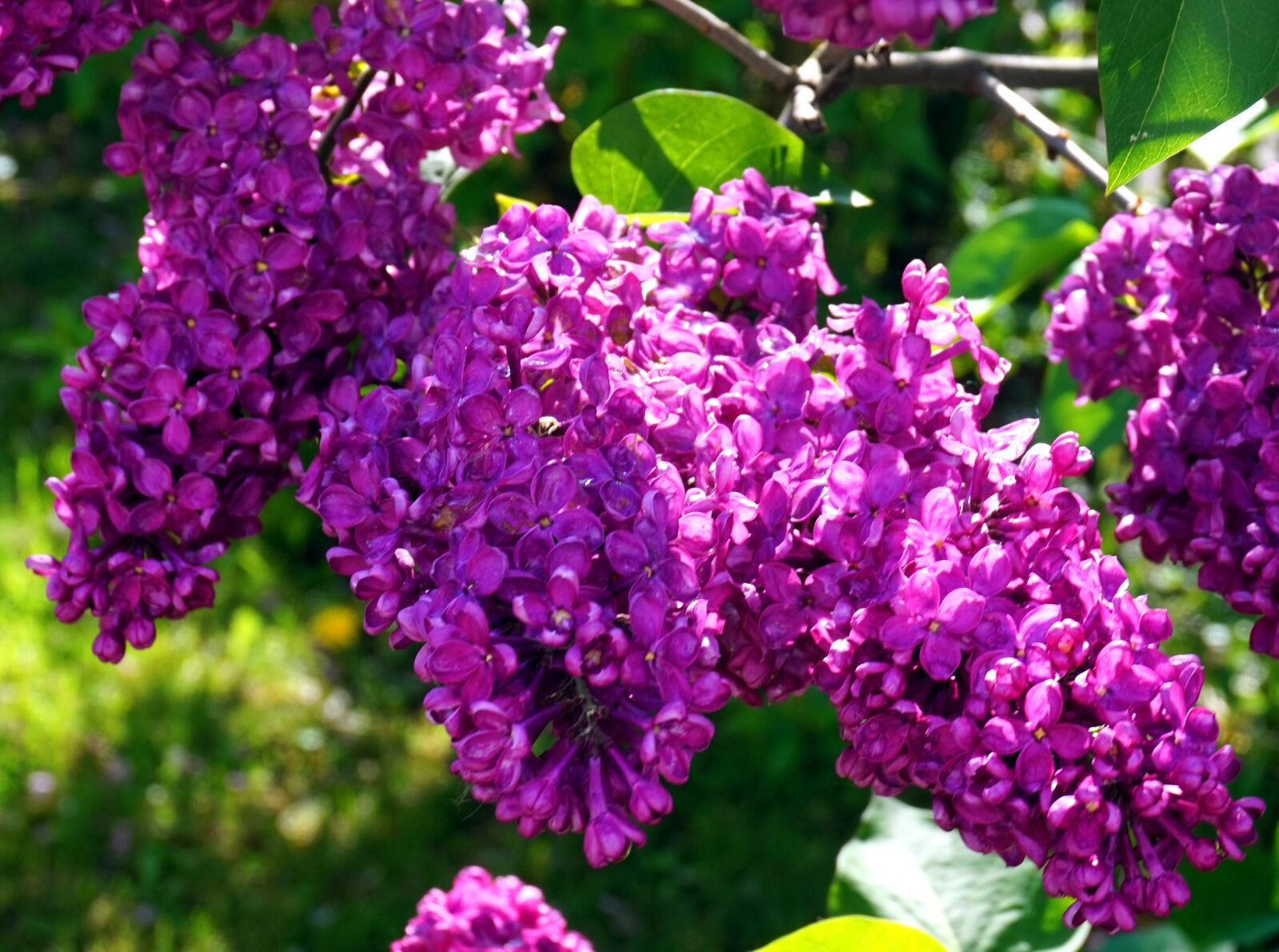 Sony Alpha a5000 (ILCE 5000) sample photo. Nature, flower, plant photography