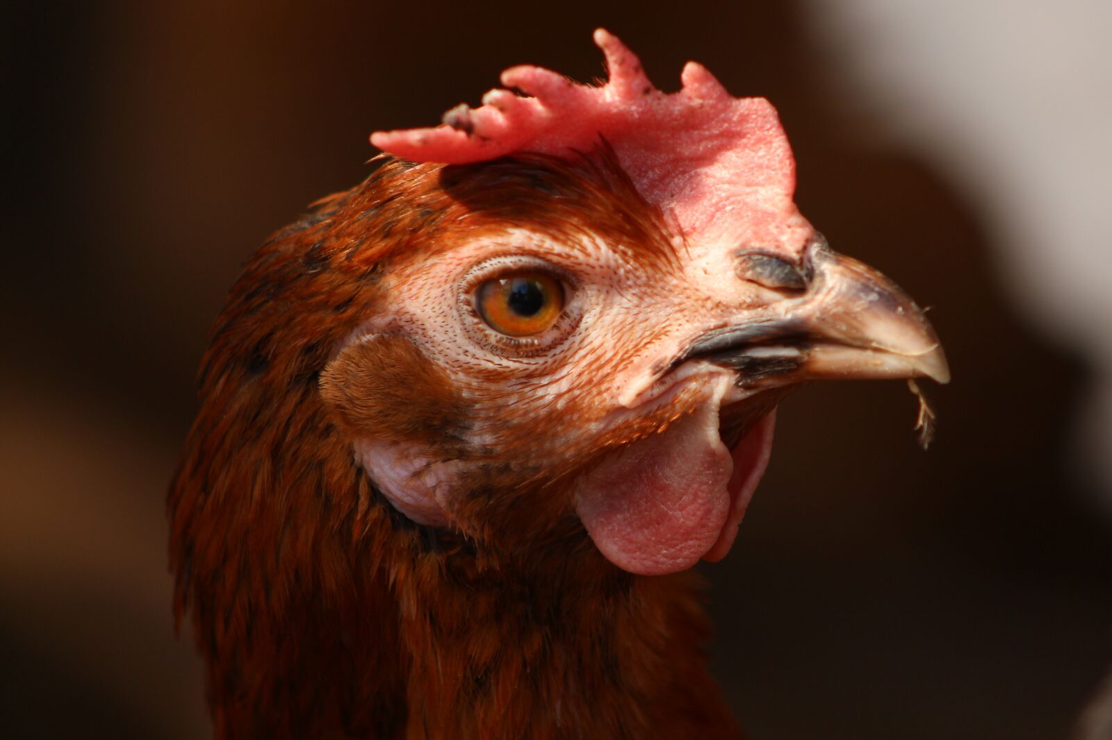 Canon EOS 700D (EOS Rebel T5i / EOS Kiss X7i) sample photo. Chicken, hen, feather photography