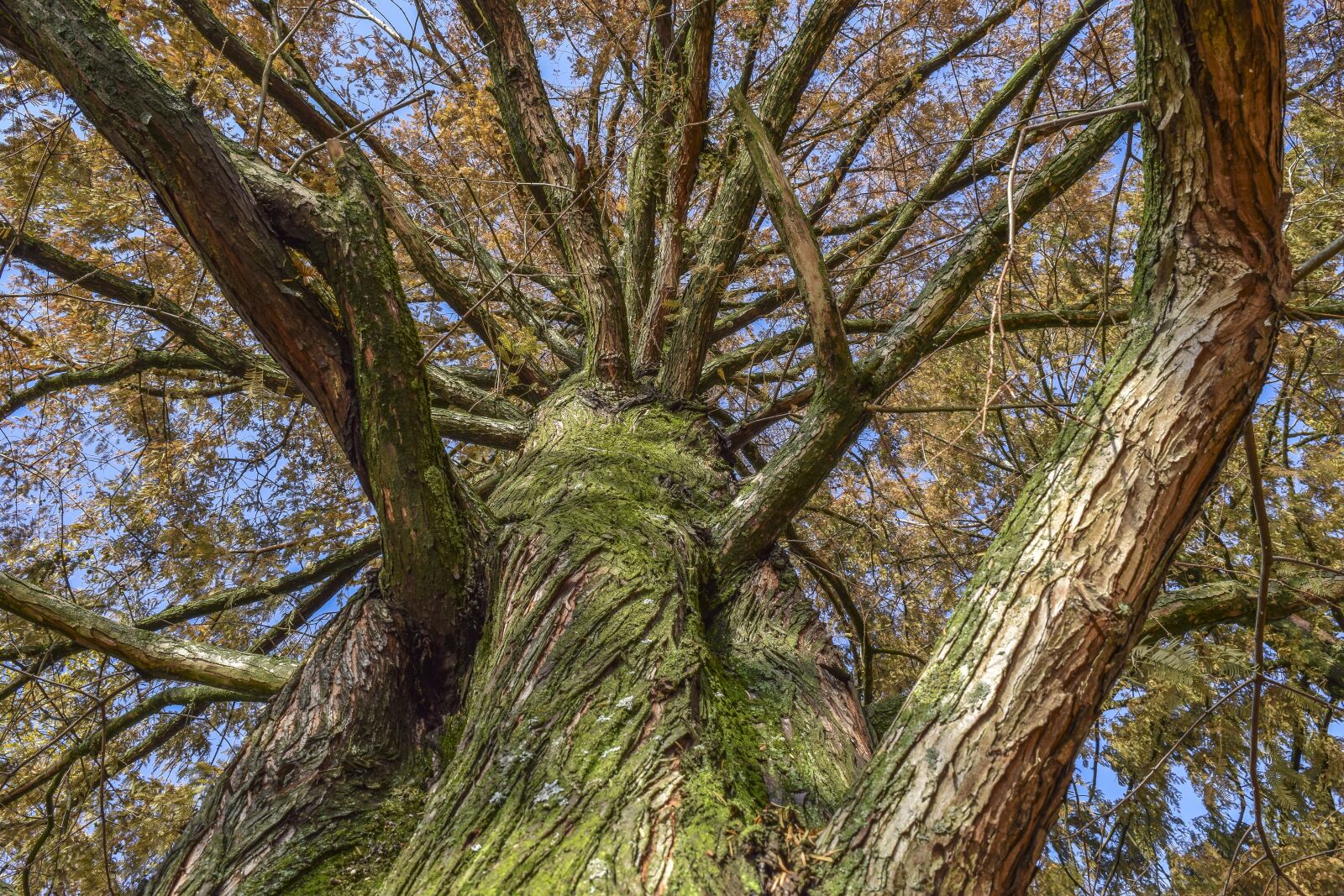 Nikon D3300 sample photo. Tree, nature, landscape photography