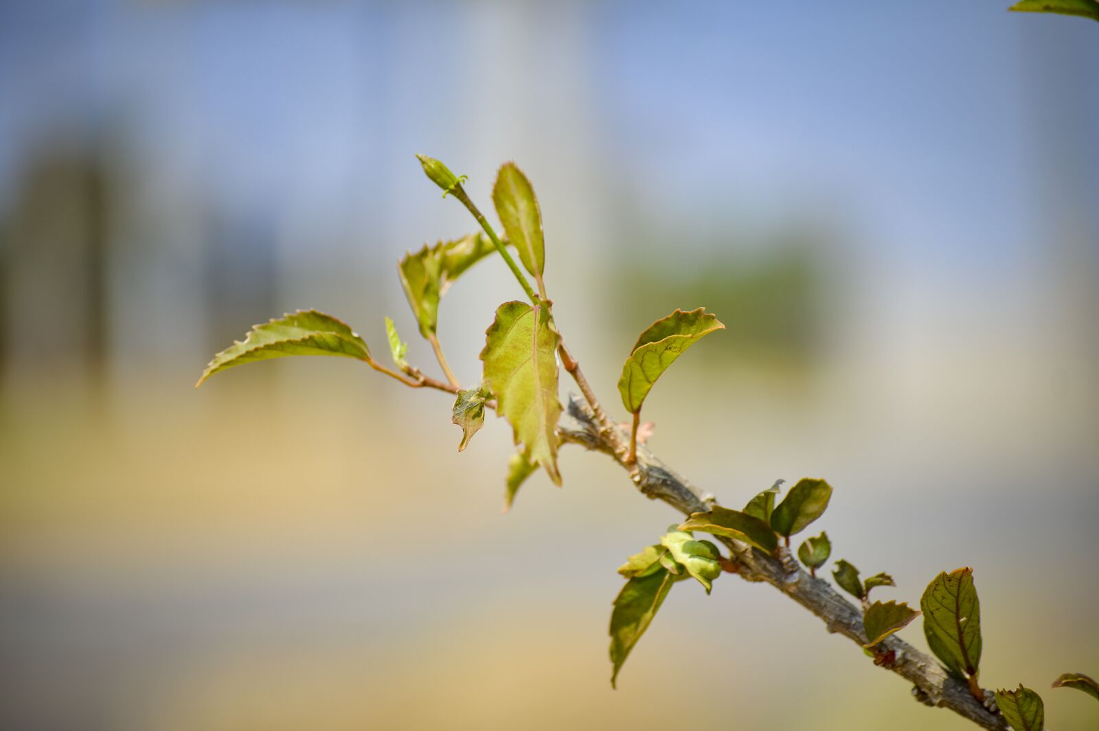 Nikon D3200 sample photo. Branch, leaf photography