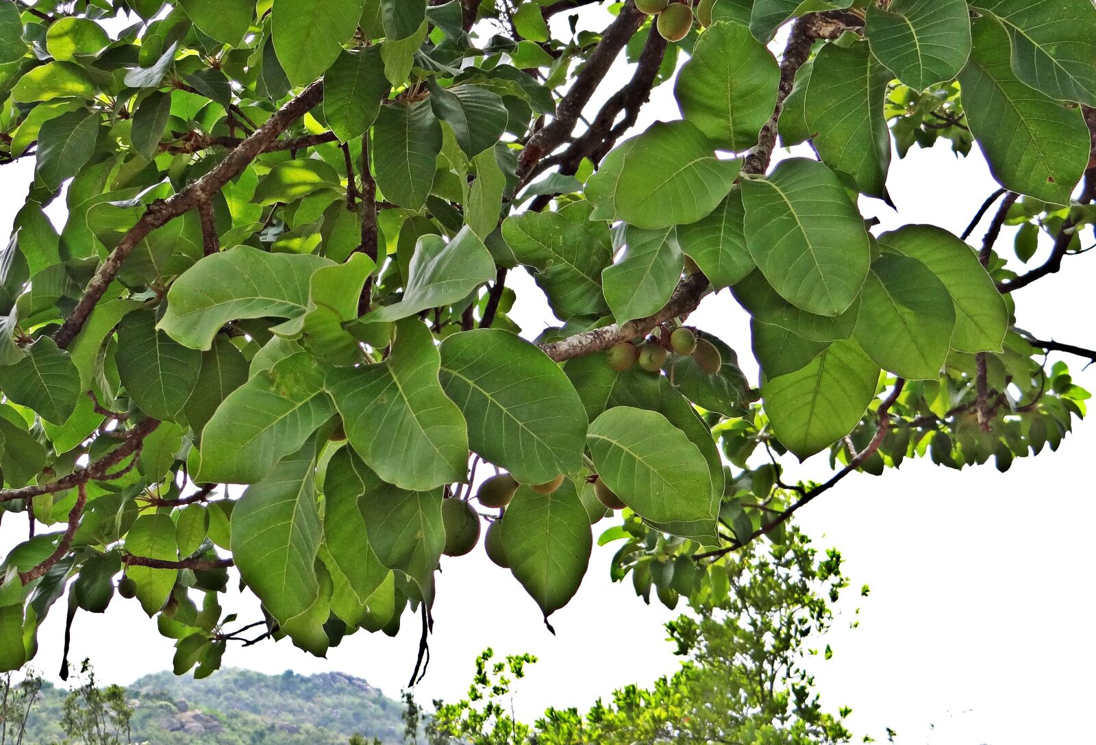 Sony DSC-HX200V sample photo. Madhuca longifolia, mahwa, mahua photography