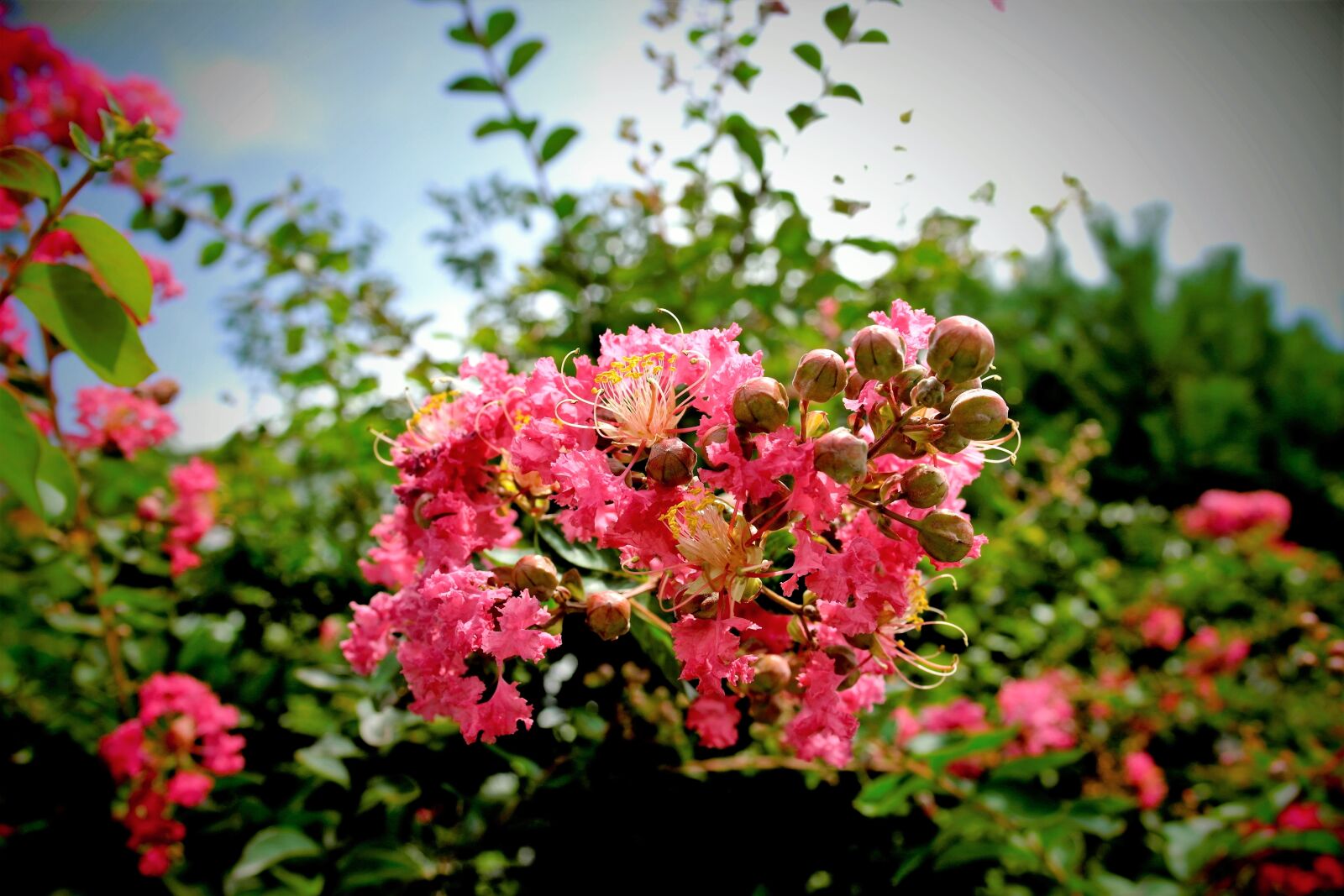Samsung NX1000 sample photo. Pink flower, fresh medium photography