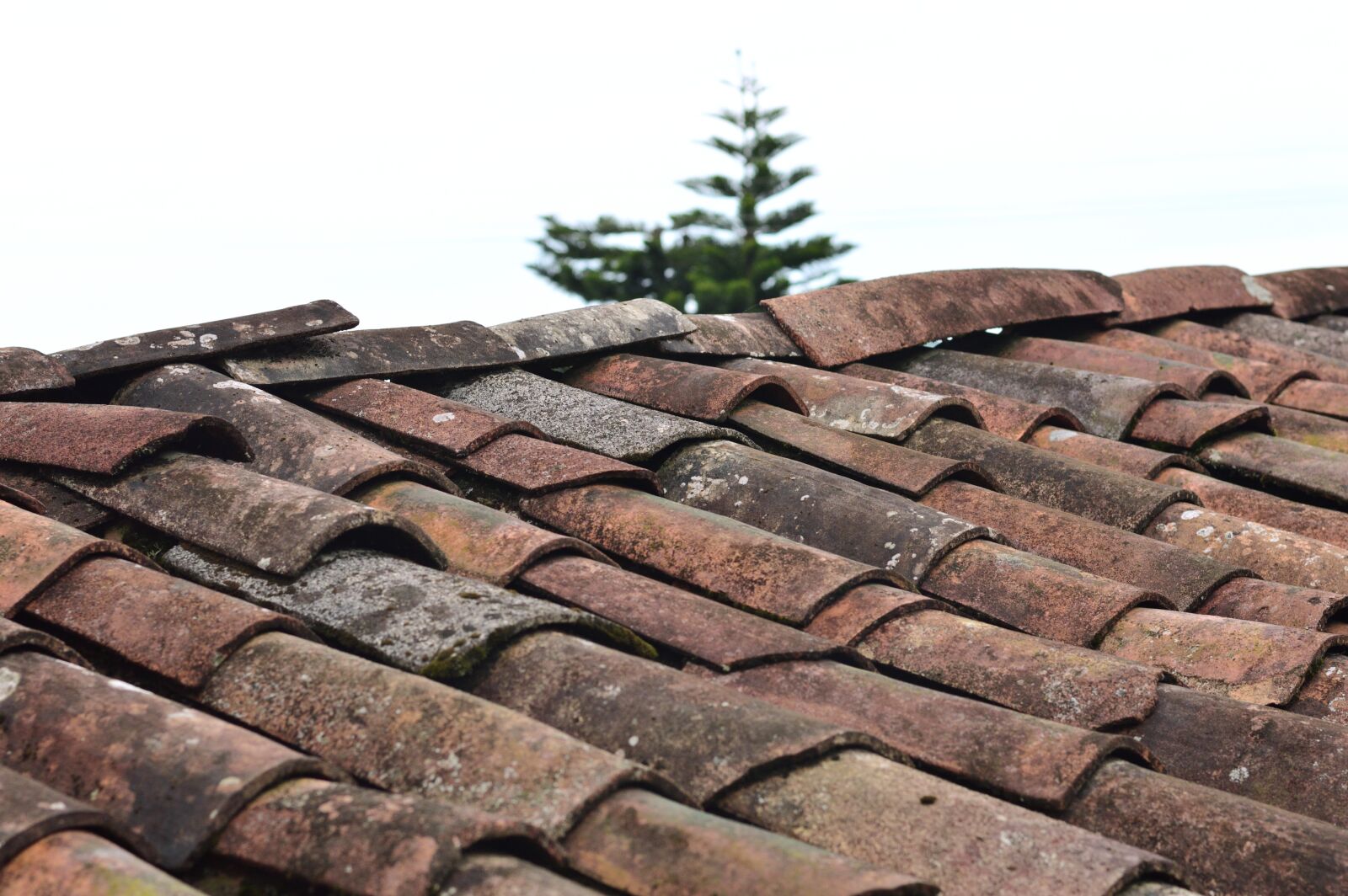 Nikon D3200 sample photo. Sky, tree, pattern photography