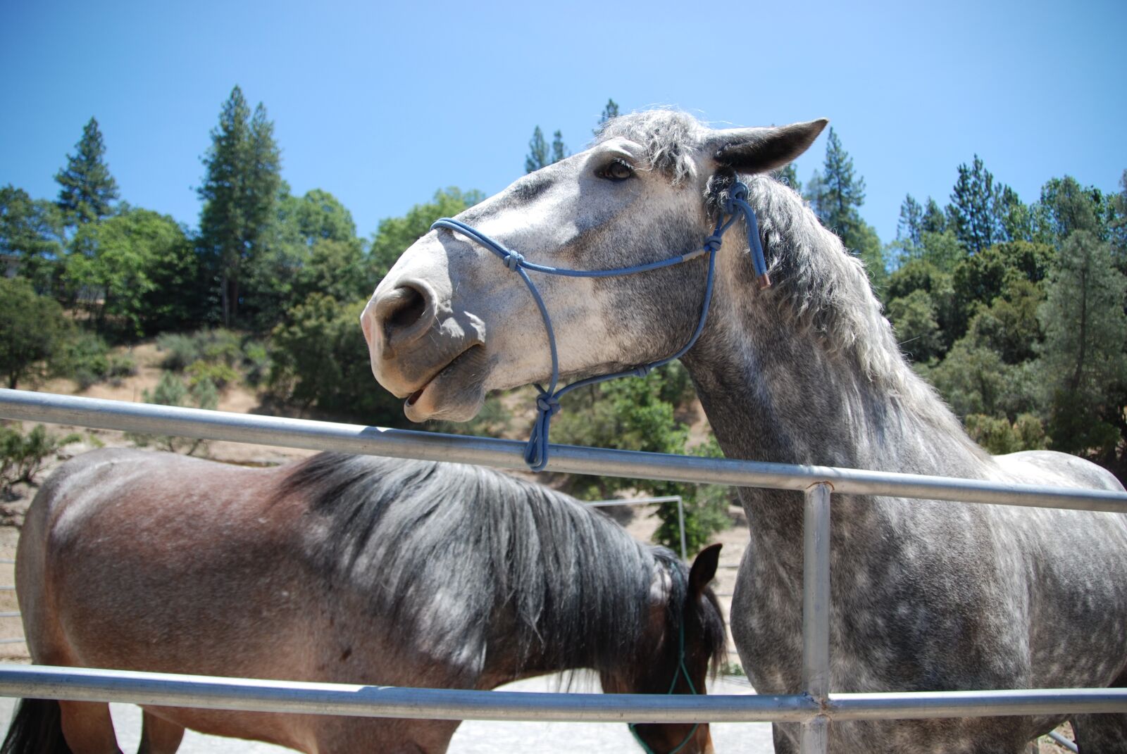 Nikon D60 sample photo. Horse, equine, equestrian photography