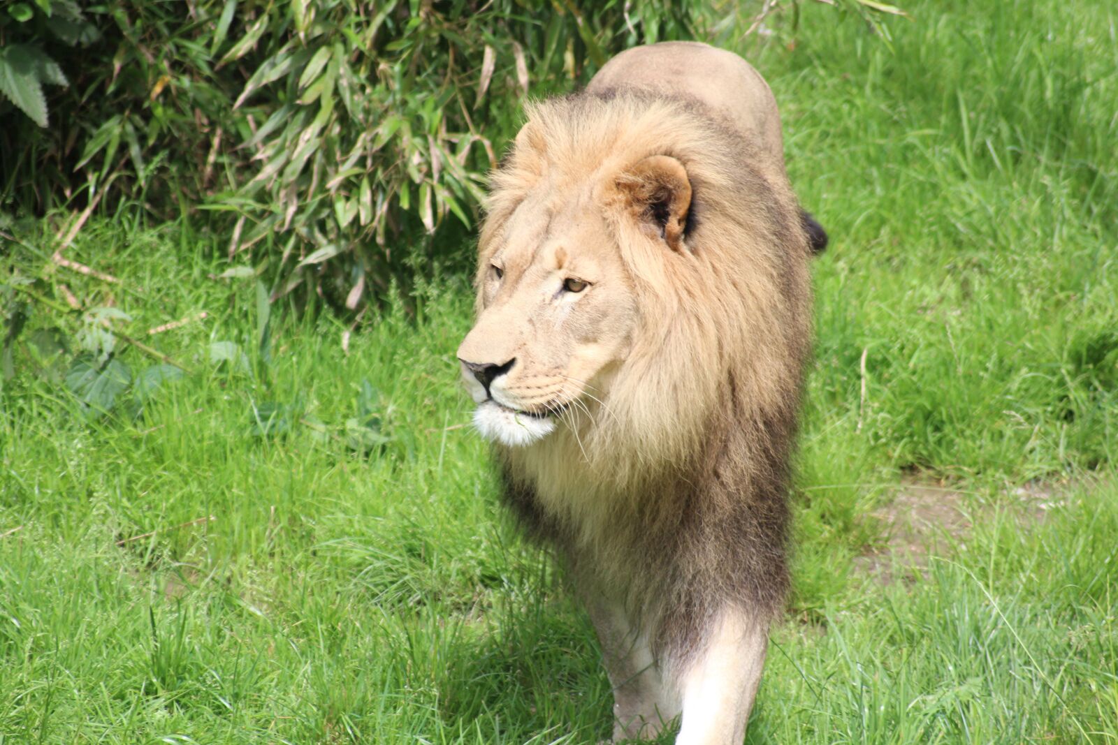 Canon EOS 600D (Rebel EOS T3i / EOS Kiss X5) sample photo. Lioness, zoo, predator photography