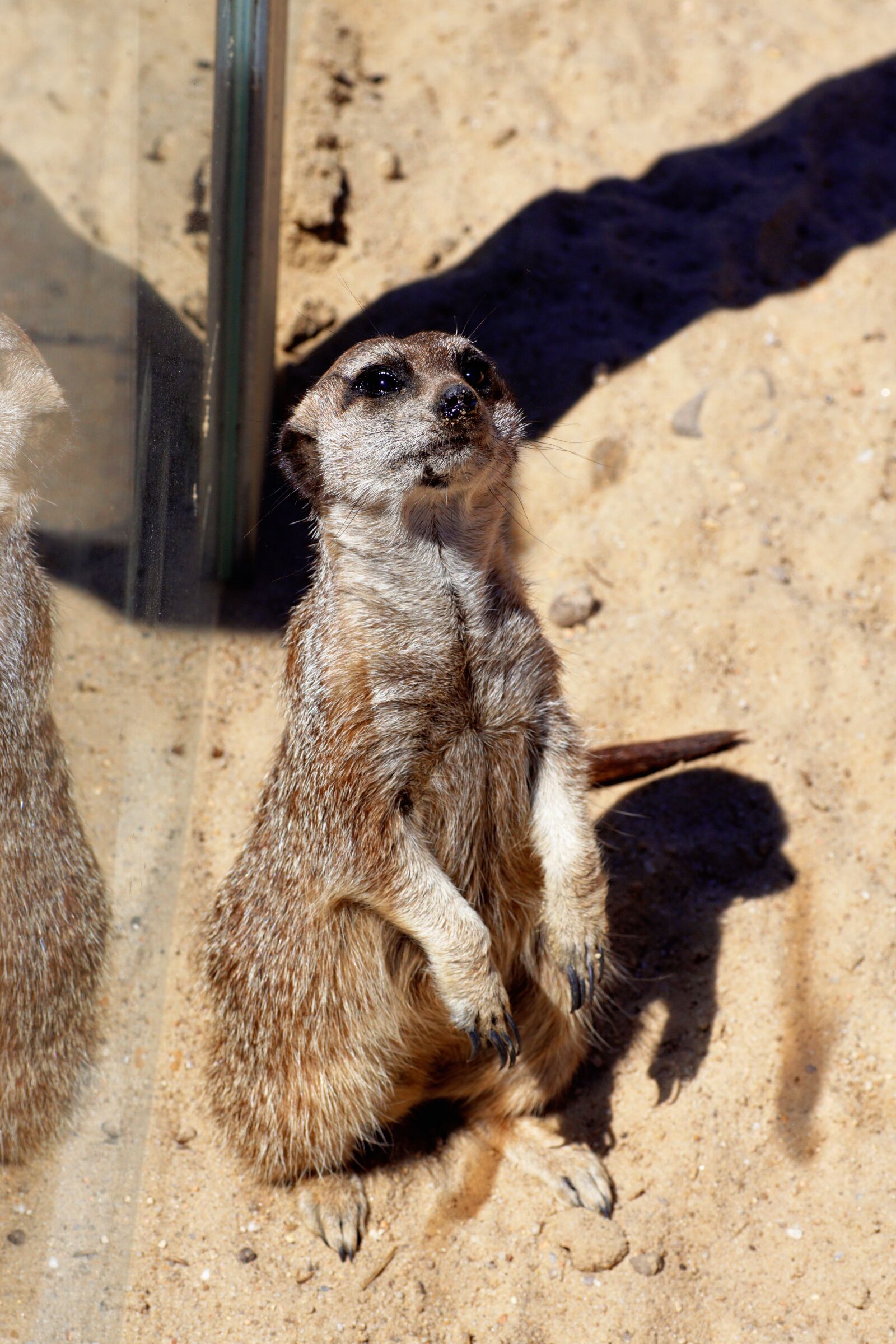 Sony SLT-A68 sample photo. Meerkat, meercat, scharrtier photography