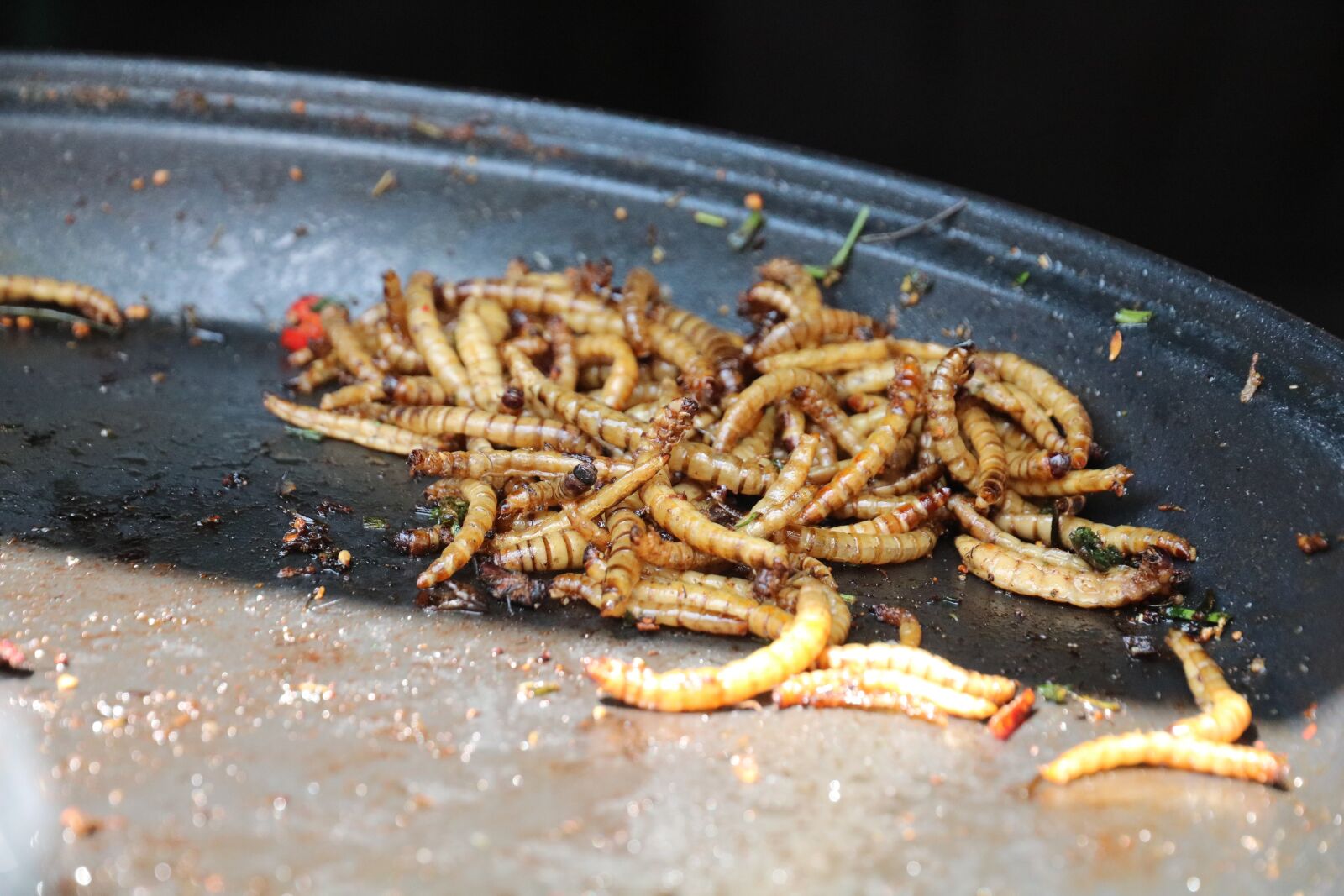 Canon EOS 750D (EOS Rebel T6i / EOS Kiss X8i) + Canon EF-S 15-85mm F3.5-5.6 IS USM sample photo. Mealworms, insect, food photography